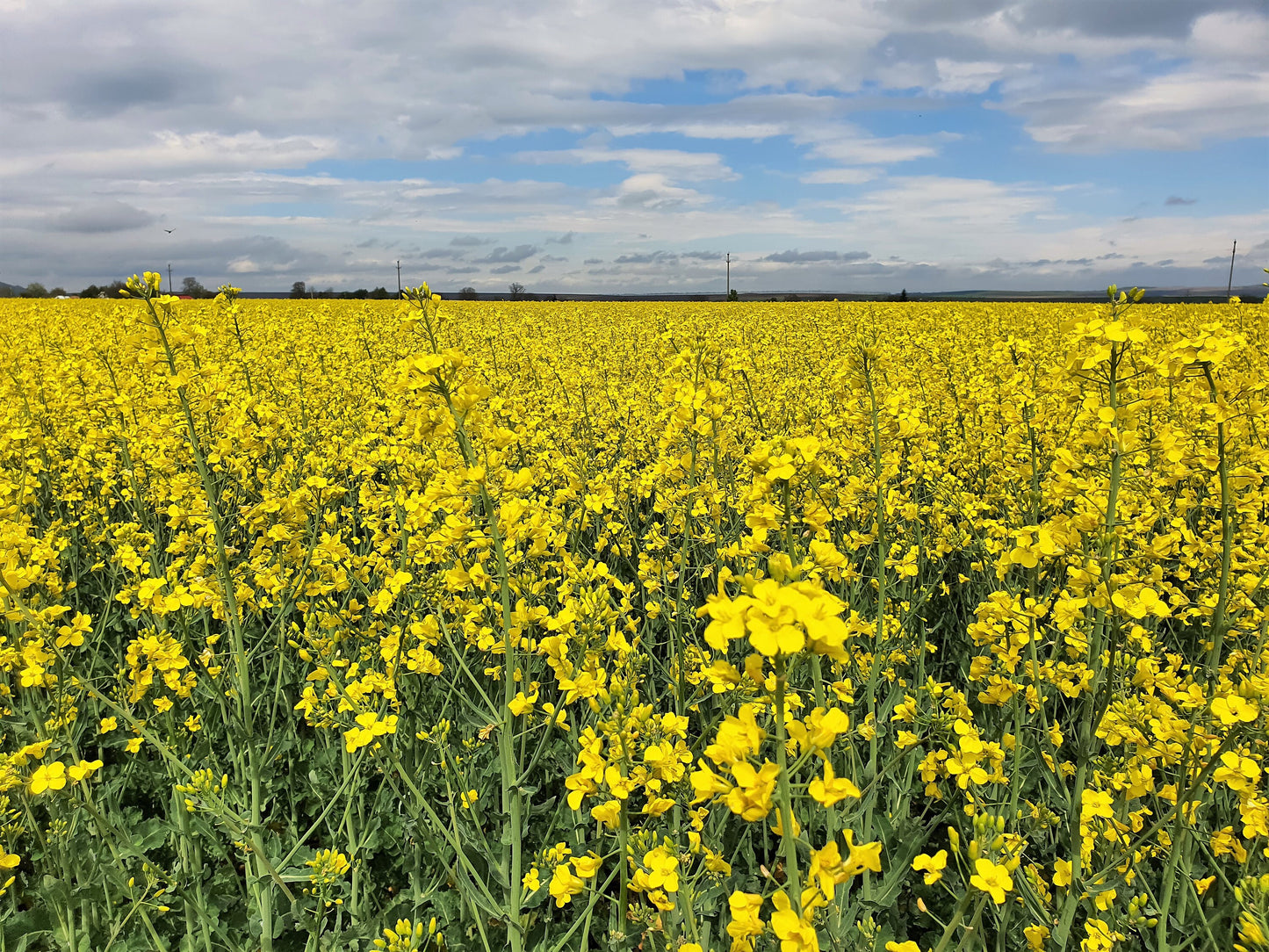 1000 ' WICHITA ' Winter CANOLA Brassica Napus Rape Oilseed Cover Crop Seeds