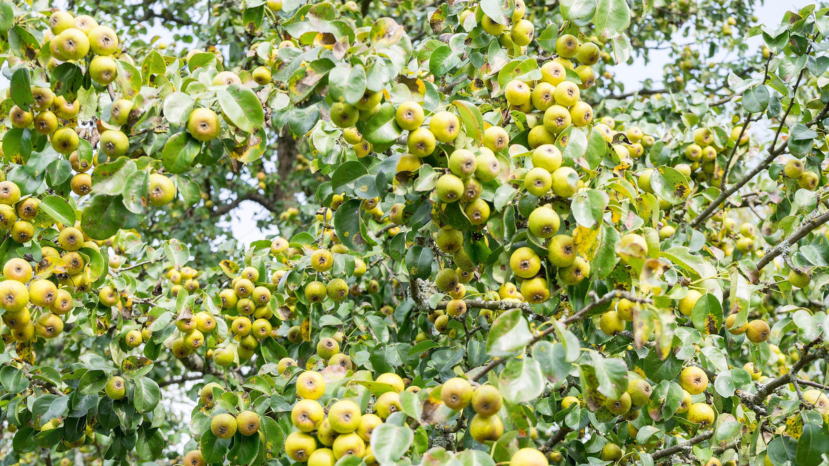 25 ANTONOVKA APPLE TREE Malus Pumila var. Antonovka Yellow Green Fruit ...