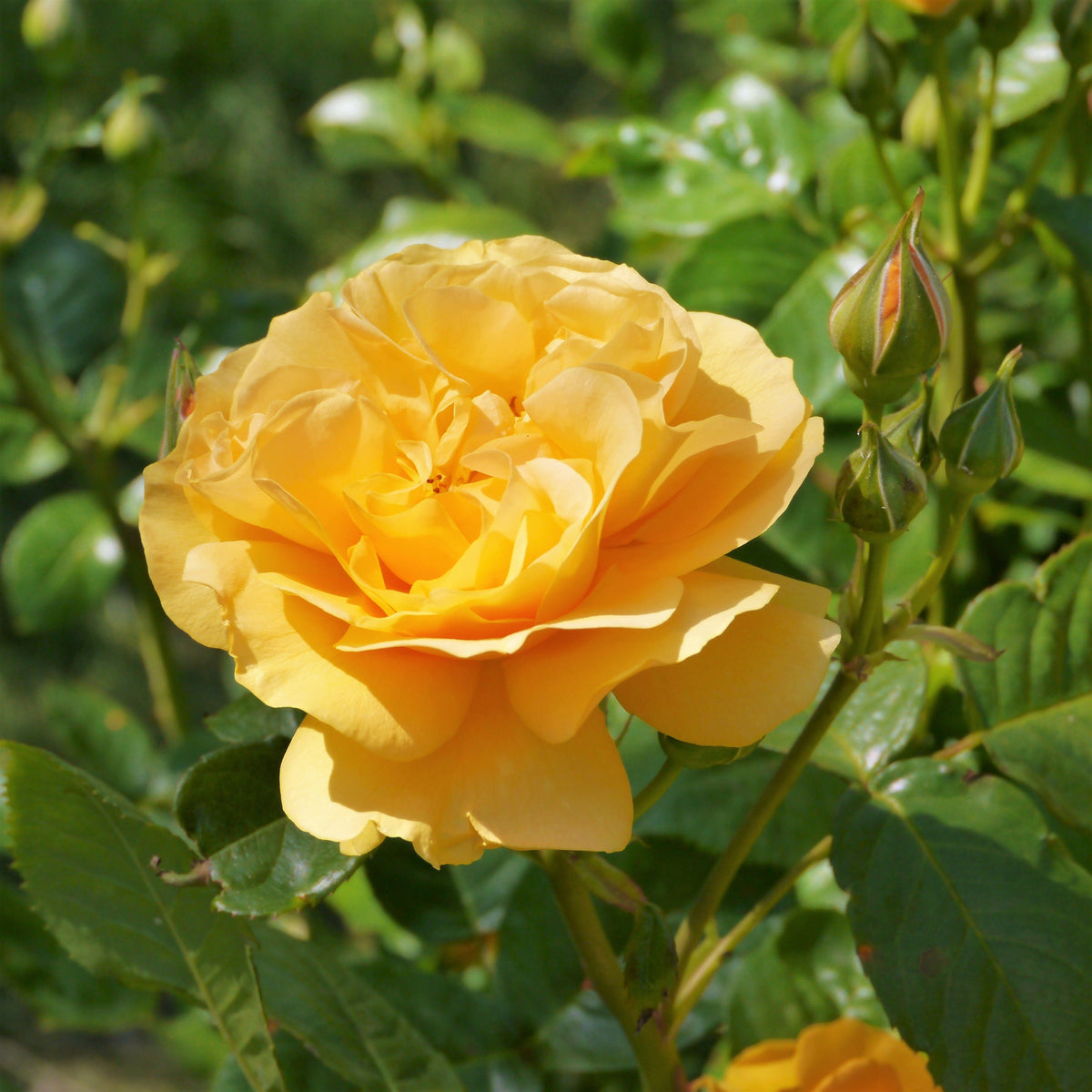 5 YELLOW CLIMBING ROSE Rosa Bush Vine Climber Fragrant Butterfly Flowe ...