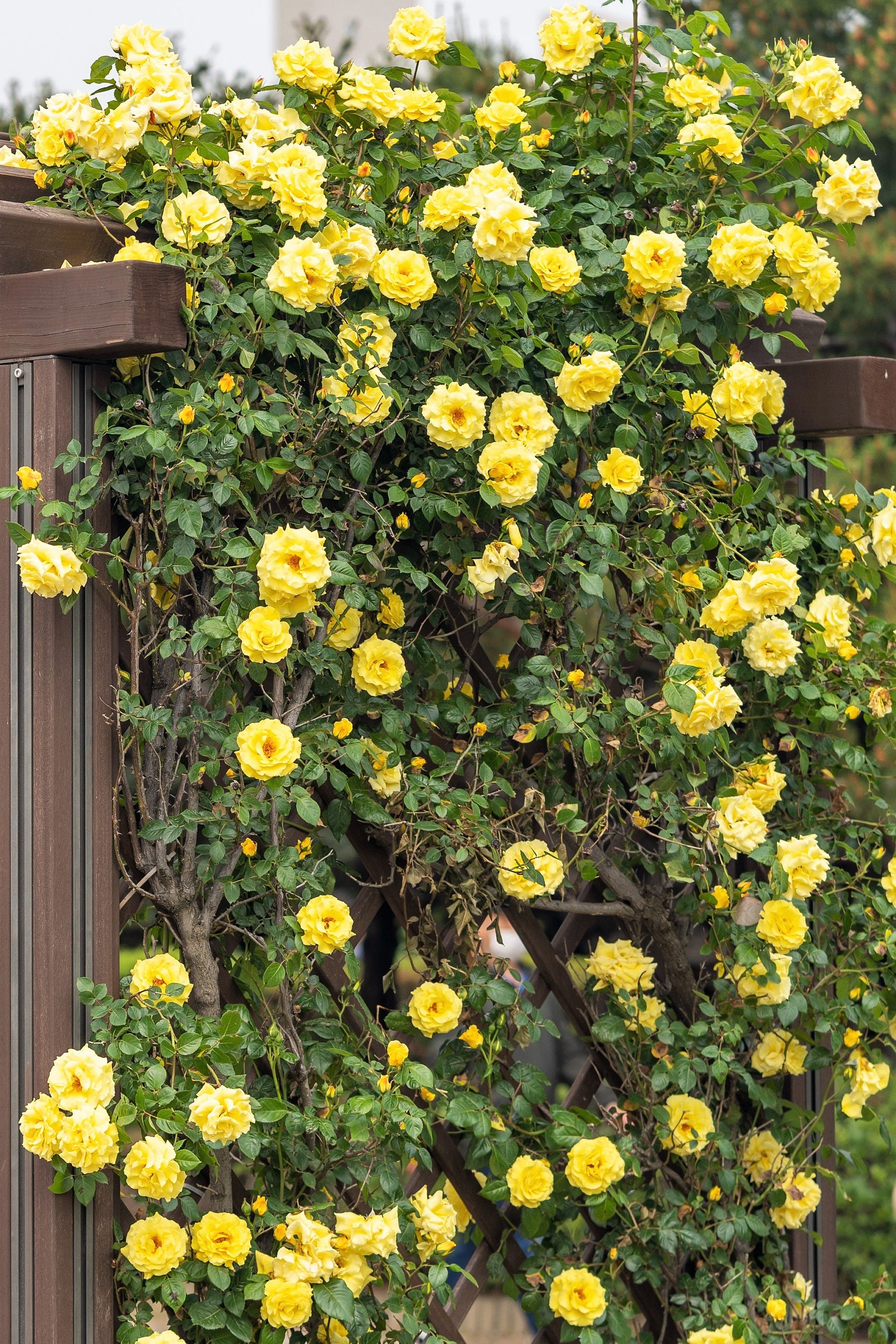 Wild Yellow Rose Bush