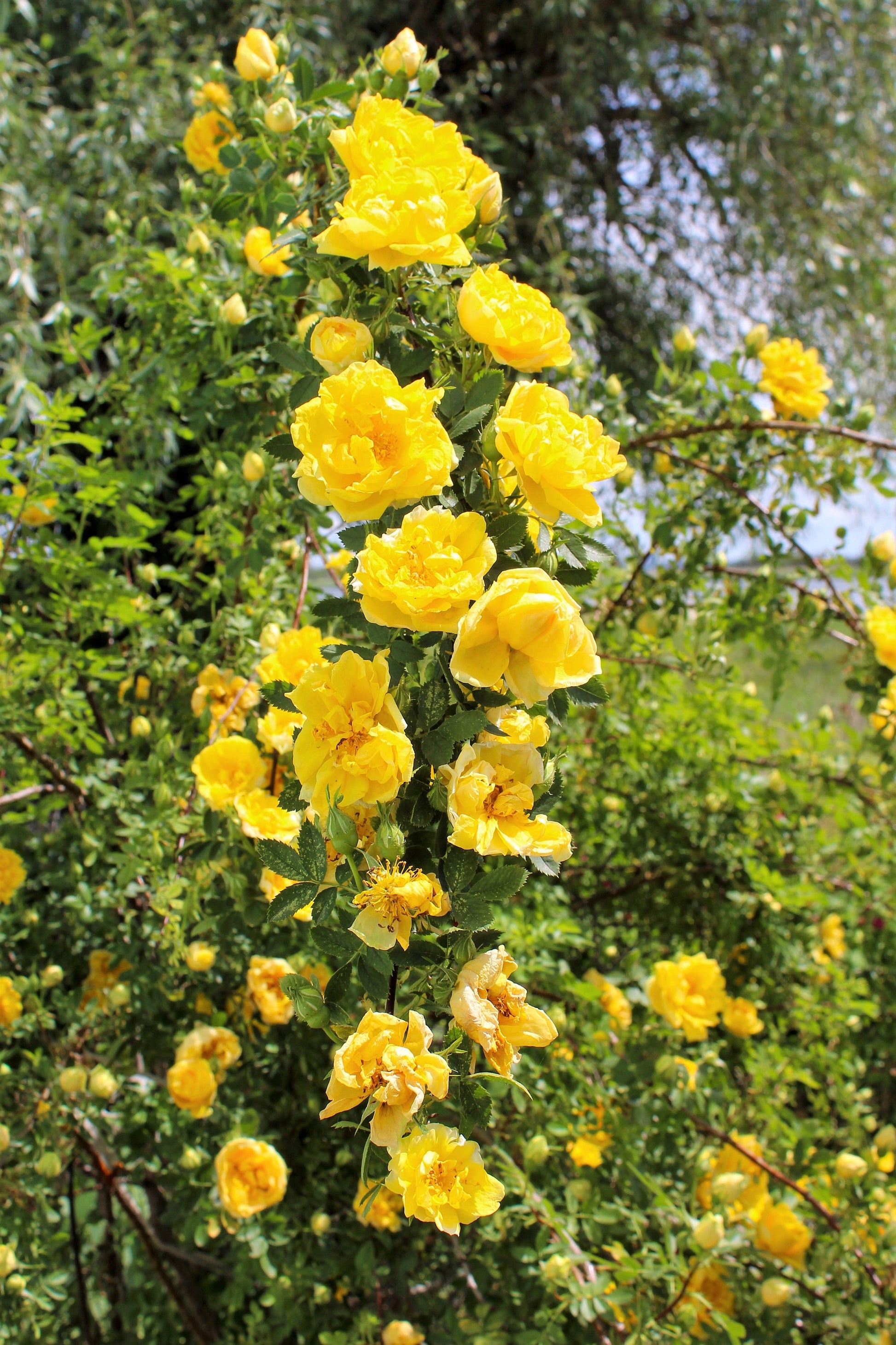 yellow rose bush seeds 5 YELLOW CLIMBING ROSE Rosa Bush Vine Climber Fragrant Butterfly Flower Seeds