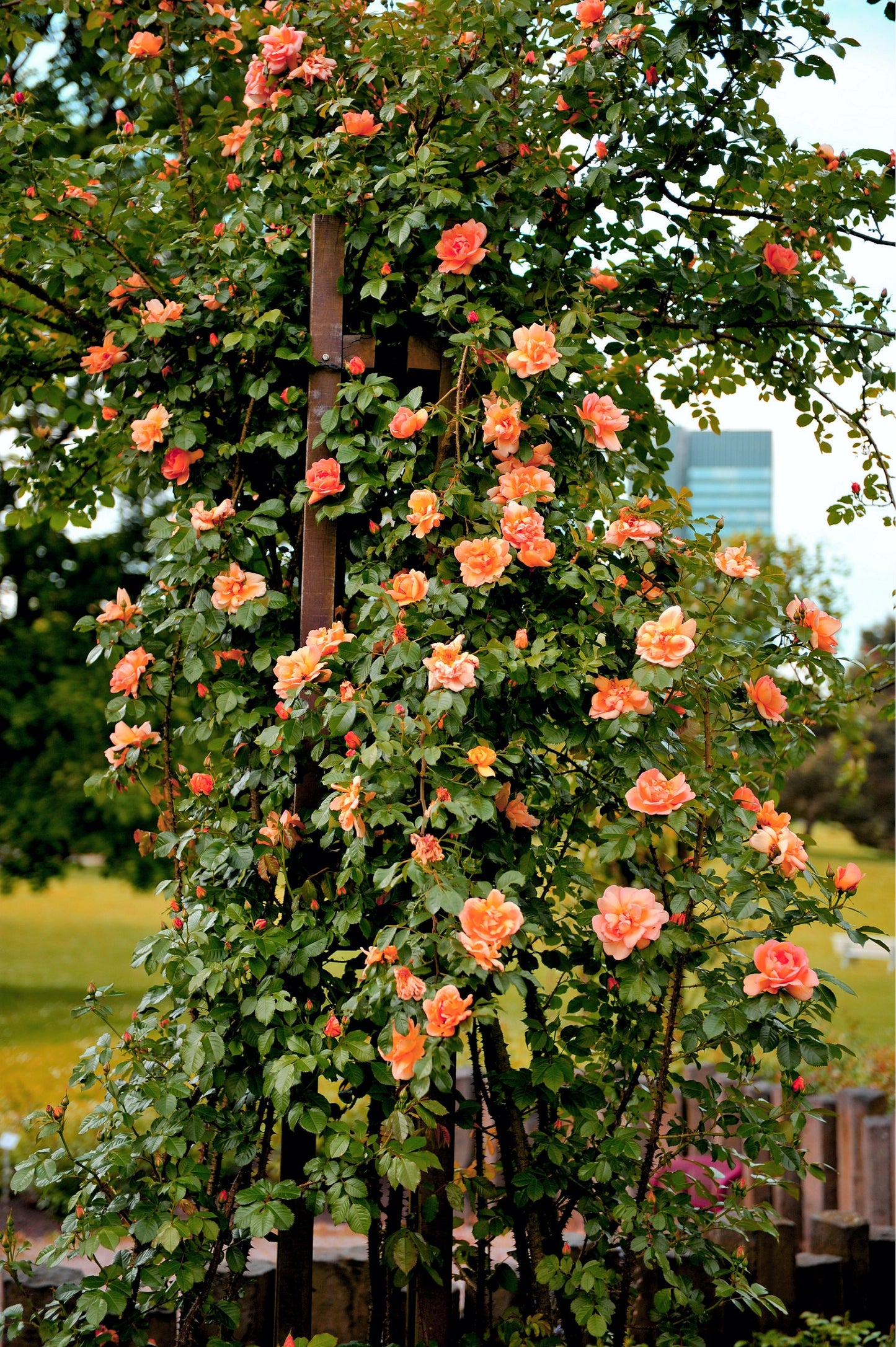 red climbing rose seeds 5 ORANGE CLIMBING ROSE Rosa Bush Vine Climber Fragrant Butterfly Flower Seeds
