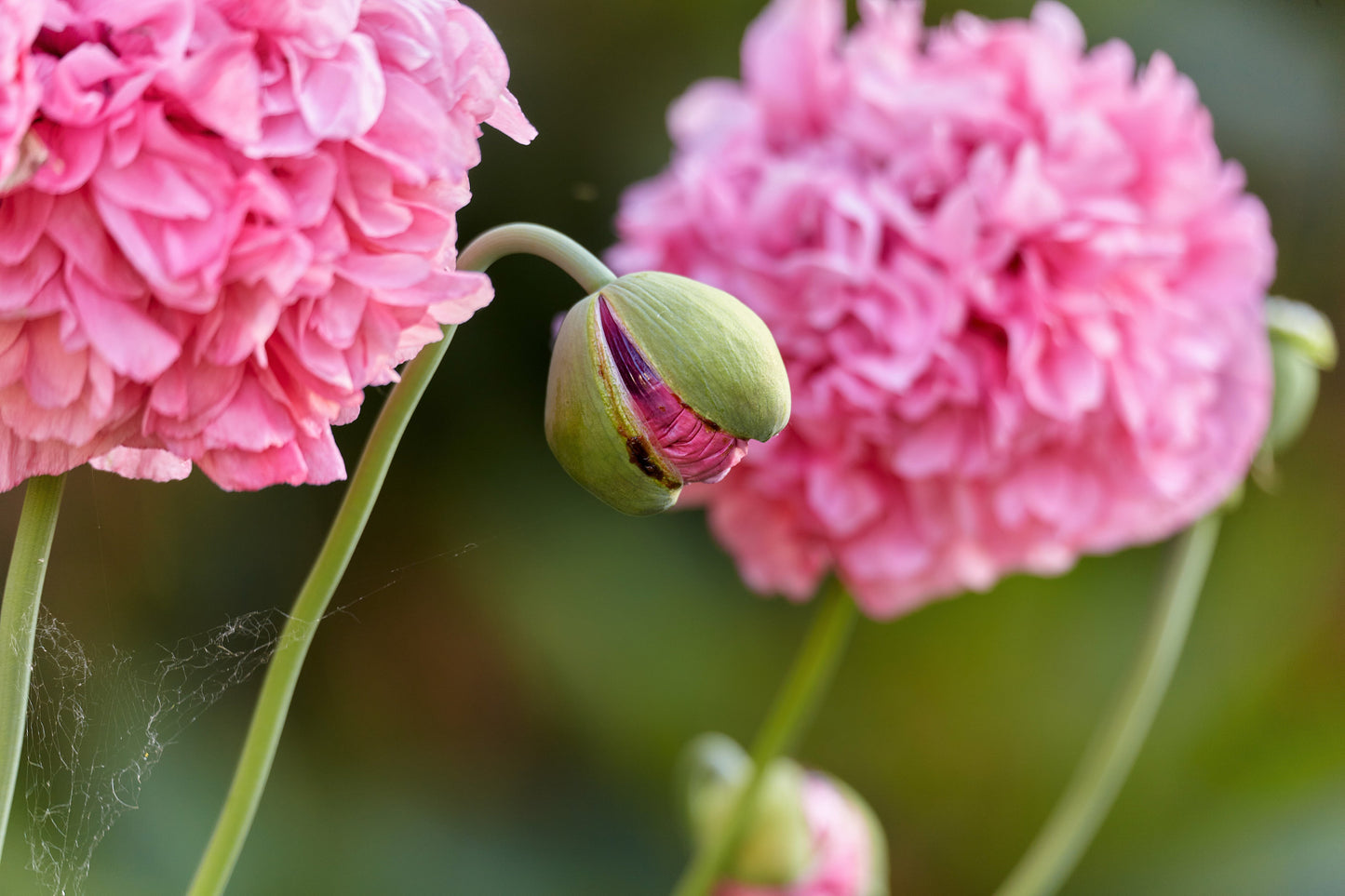 300 Organic ROSE PEONY POPPY Pink Papaver Peoniflorum Flower Seeds