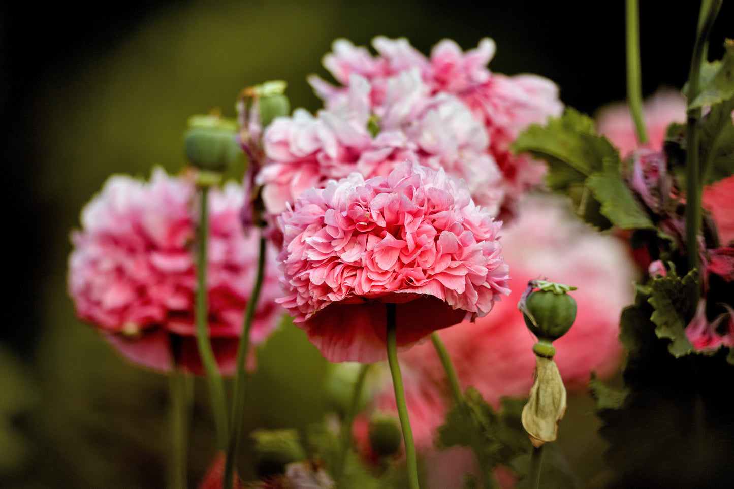 300 Organic ROSE PEONY POPPY Pink Papaver Peoniflorum Flower Seeds