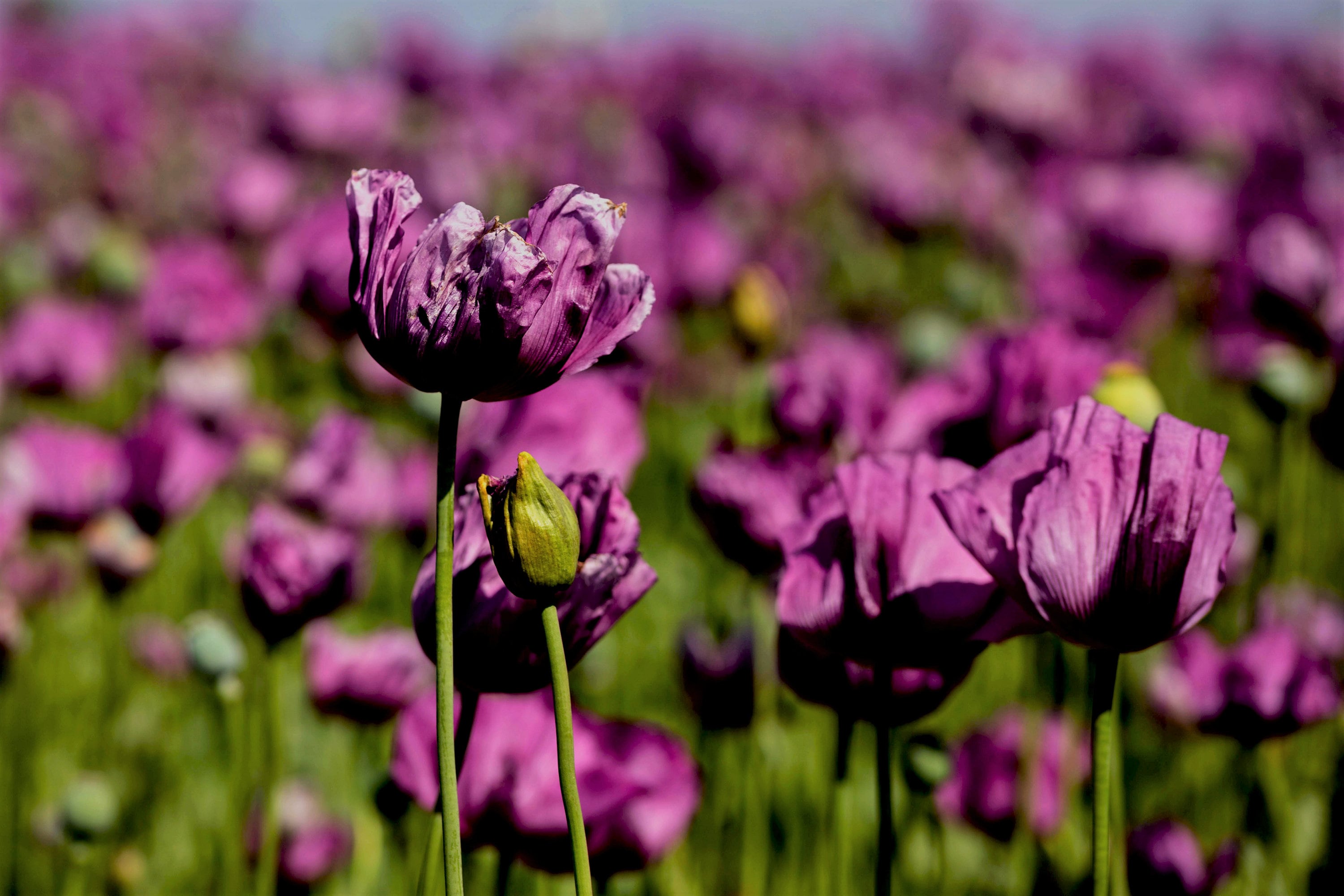 500 LAUREN'S GRAPE POPPY Purple Papaver Somniferum Flower Seeds – Seedville  USA