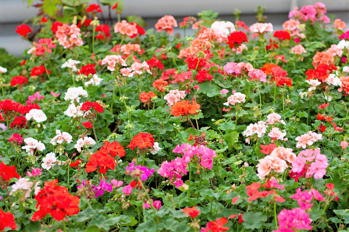 10 MIXED COLORS GERANIUM Pelargonium Zonale Pink, Purple, White, Red