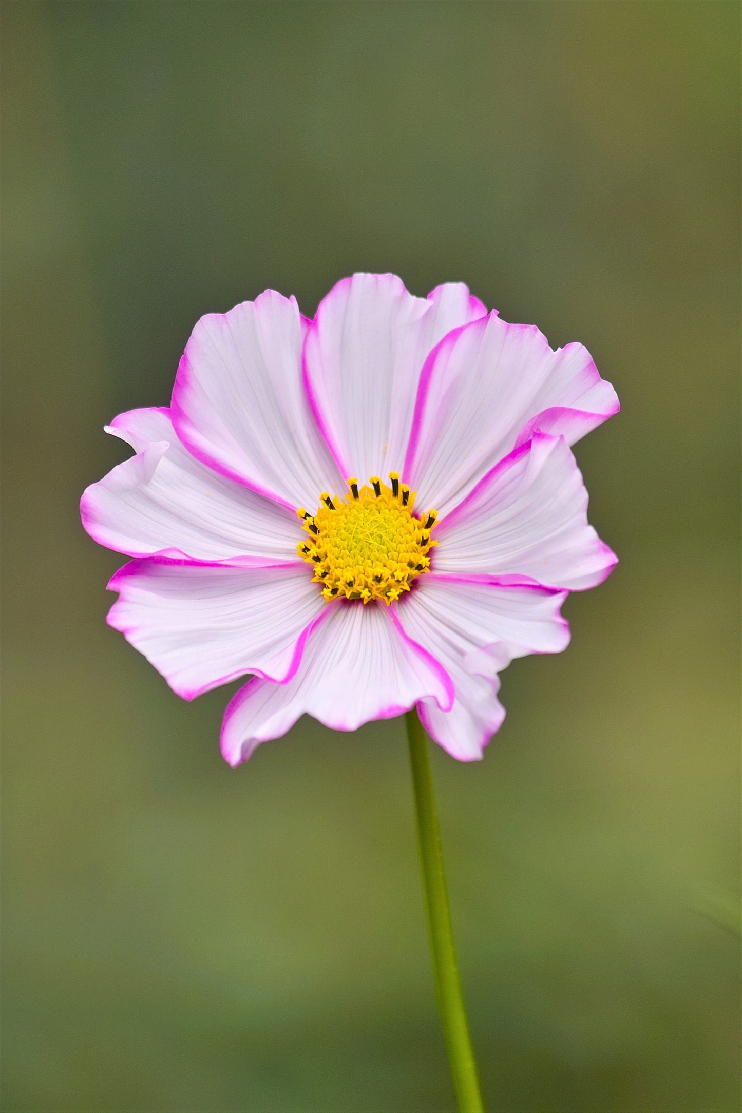 300 PICOTEE COSMOS Bipinnatus 2-Tone White Pink Magenta Fast Growing Flower Seeds