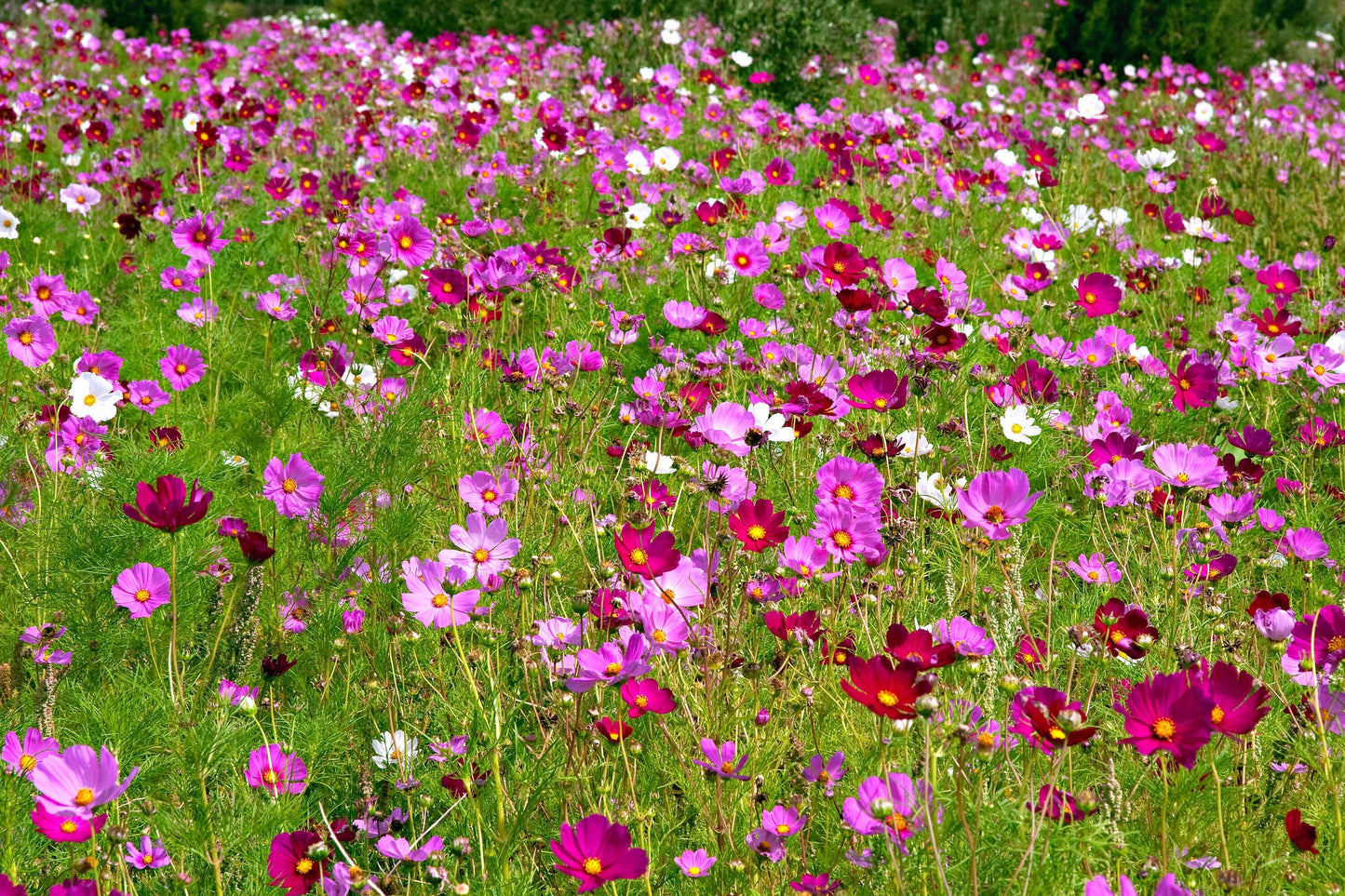 300 Mixed Colors DWARF COSMOS Bipinnatus Red Pink White Fast Growing Flower Seeds