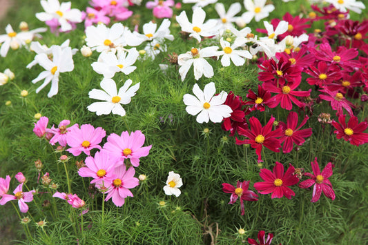 300 Mixed Colors DWARF COSMOS Bipinnatus Red Pink White Fast Growing Flower Seeds