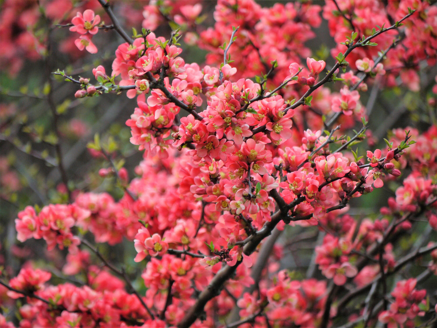 30 FLOWERING QUINCE Fruit Seeds - Pink Red White Orange Flowering Shrub - aka Japanese, Chinese, & Common Quince - Chaenomeles Speciosa