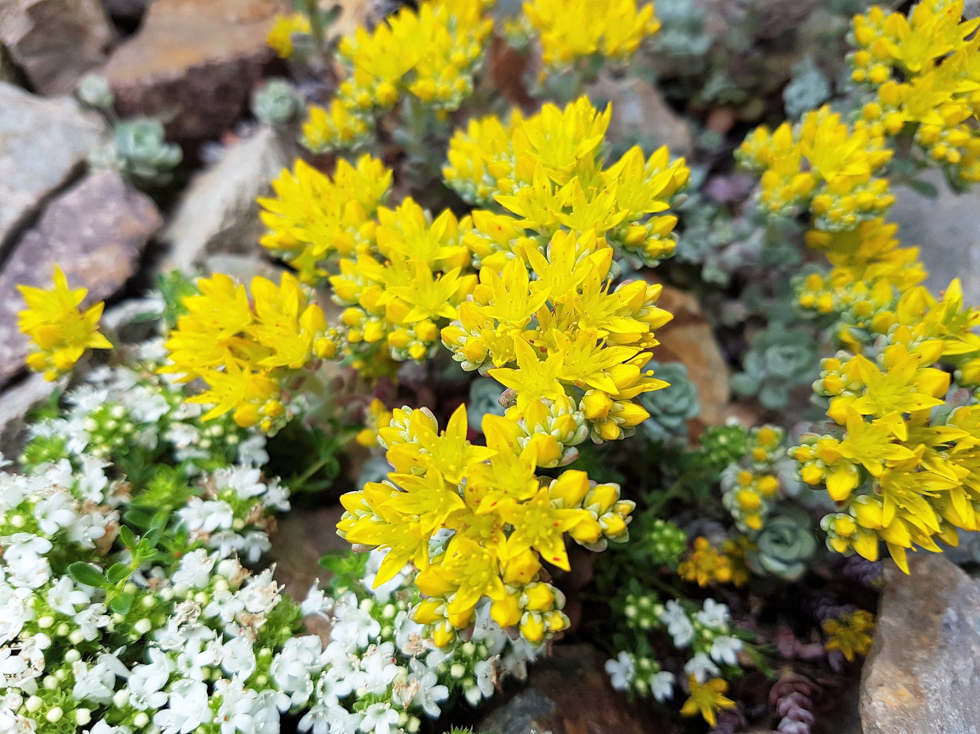 succulents that grow in oregon 50 OREGON STONECROP Sedum Oreganum