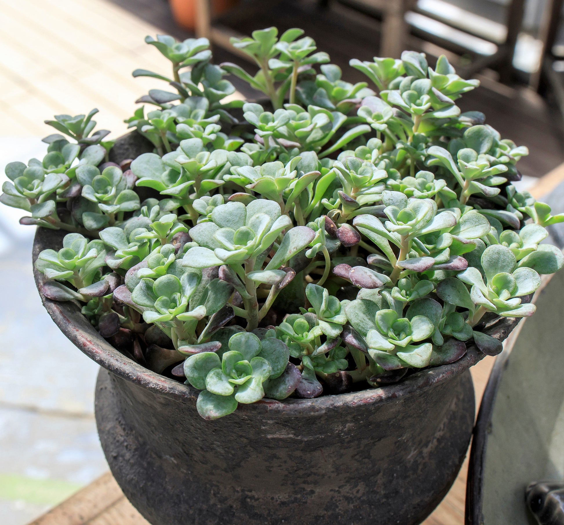 succulent plants for sale lowes 50 OREGON STONECROP Sedum Oreganum