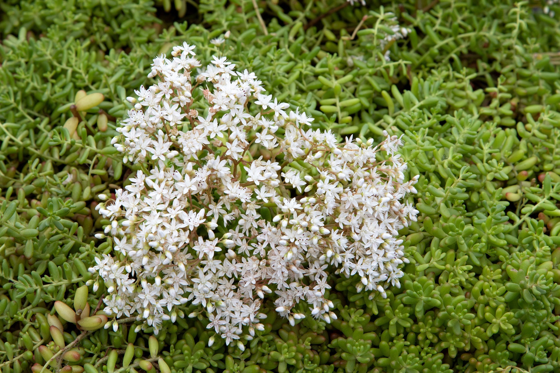 succulent ground cover with white flowers 50 OKTOBERFEST SEDUM Acre Gold Moss Stonecrop Succulent Groundcover Wh – Seedville USA