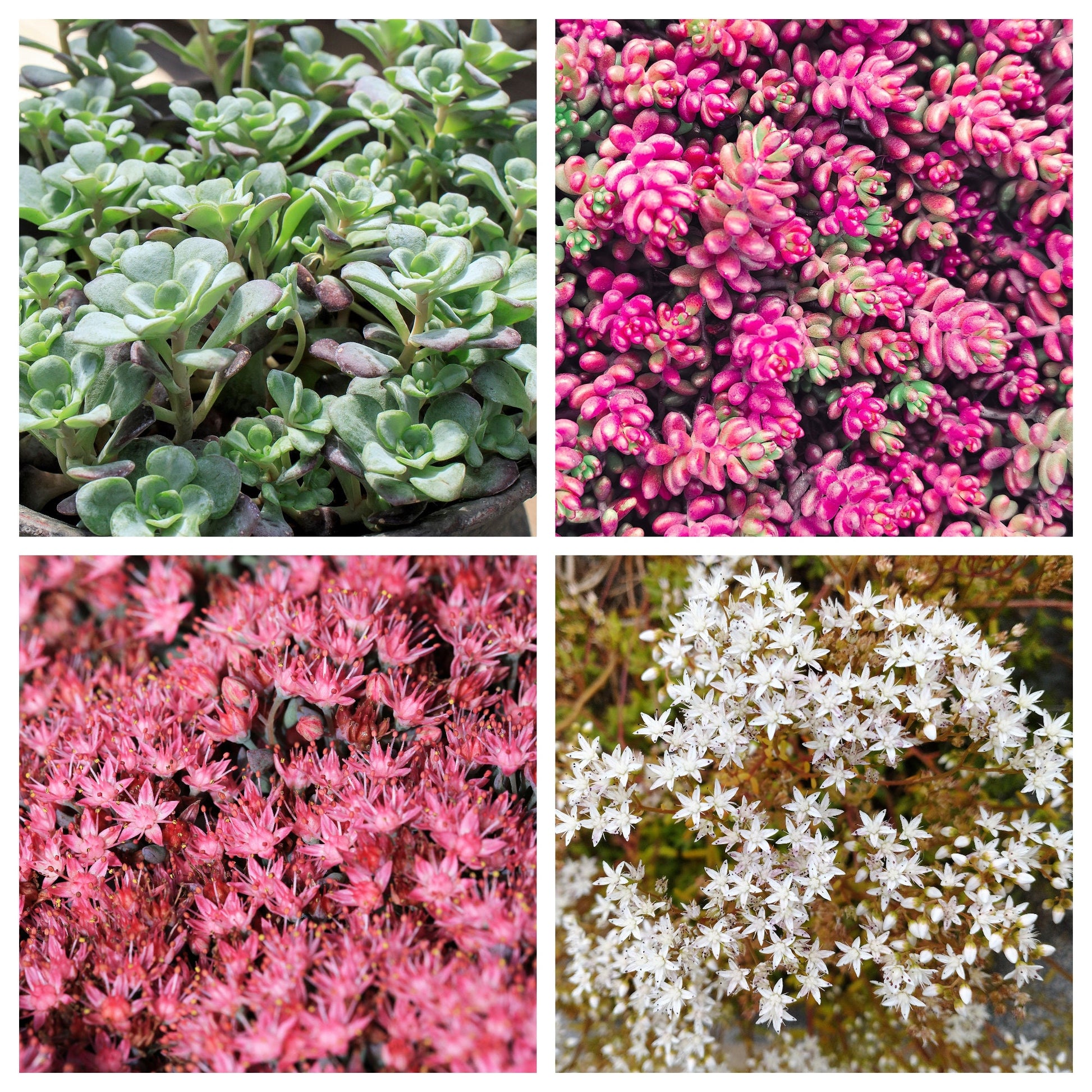 succulent pink flowering ground cover 150 MIXED SEDUM Stonecrop Succulent Groundcover Red White Yellow Pink – Seedville USA