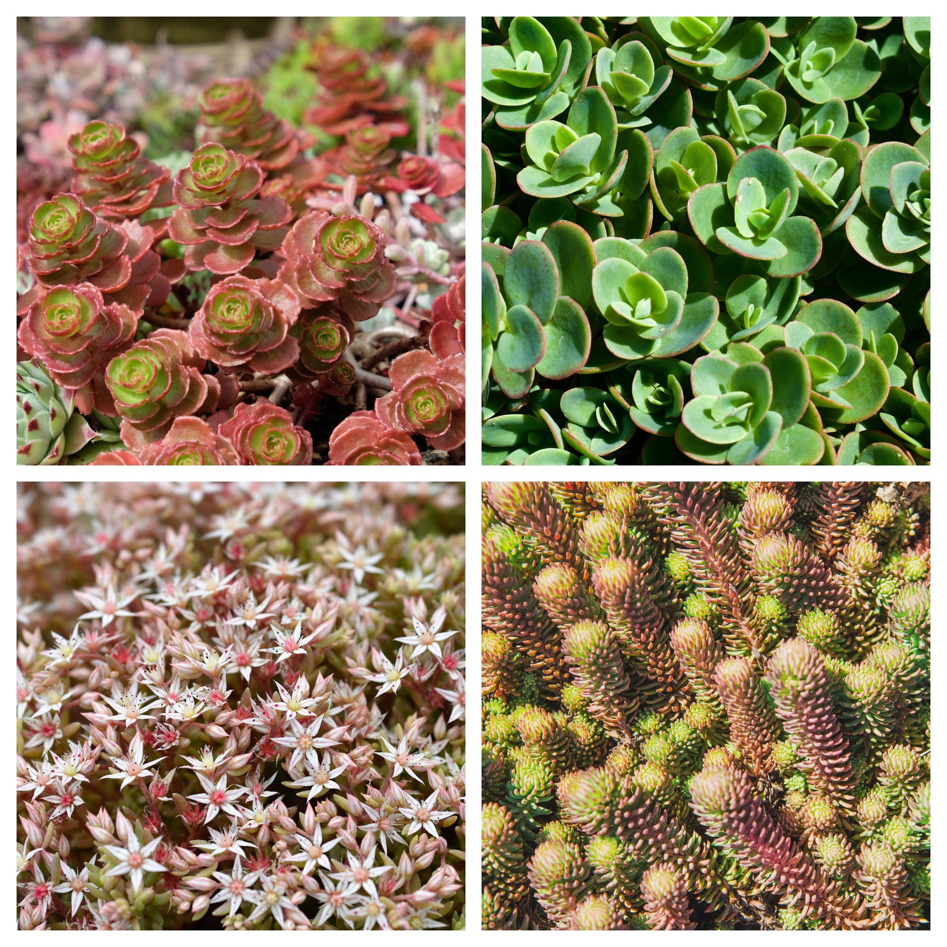 perennial succulent ground cover 150 MIXED SEDUM Stonecrop Succulent Groundcover Red White Yellow Pink – Seedville USA