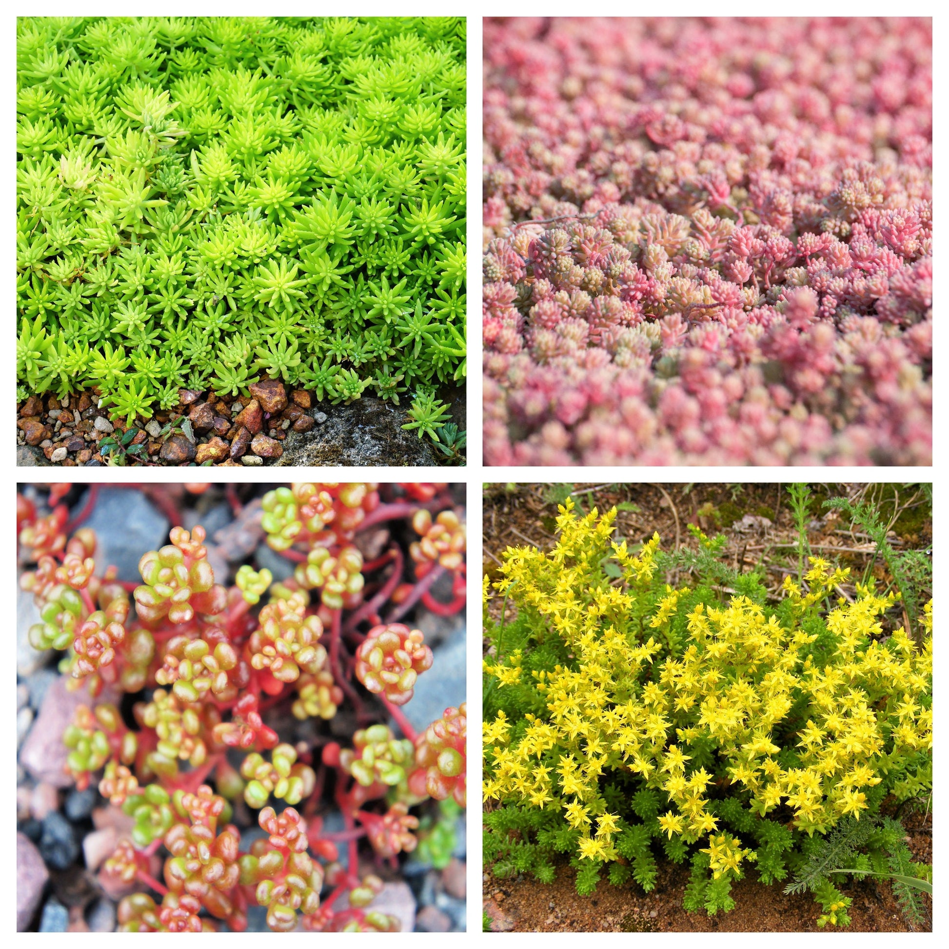 succulent ground cover full sun 150 MIXED SEDUM Stonecrop Succulent Groundcover Red White Yellow Pink – Seedville USA