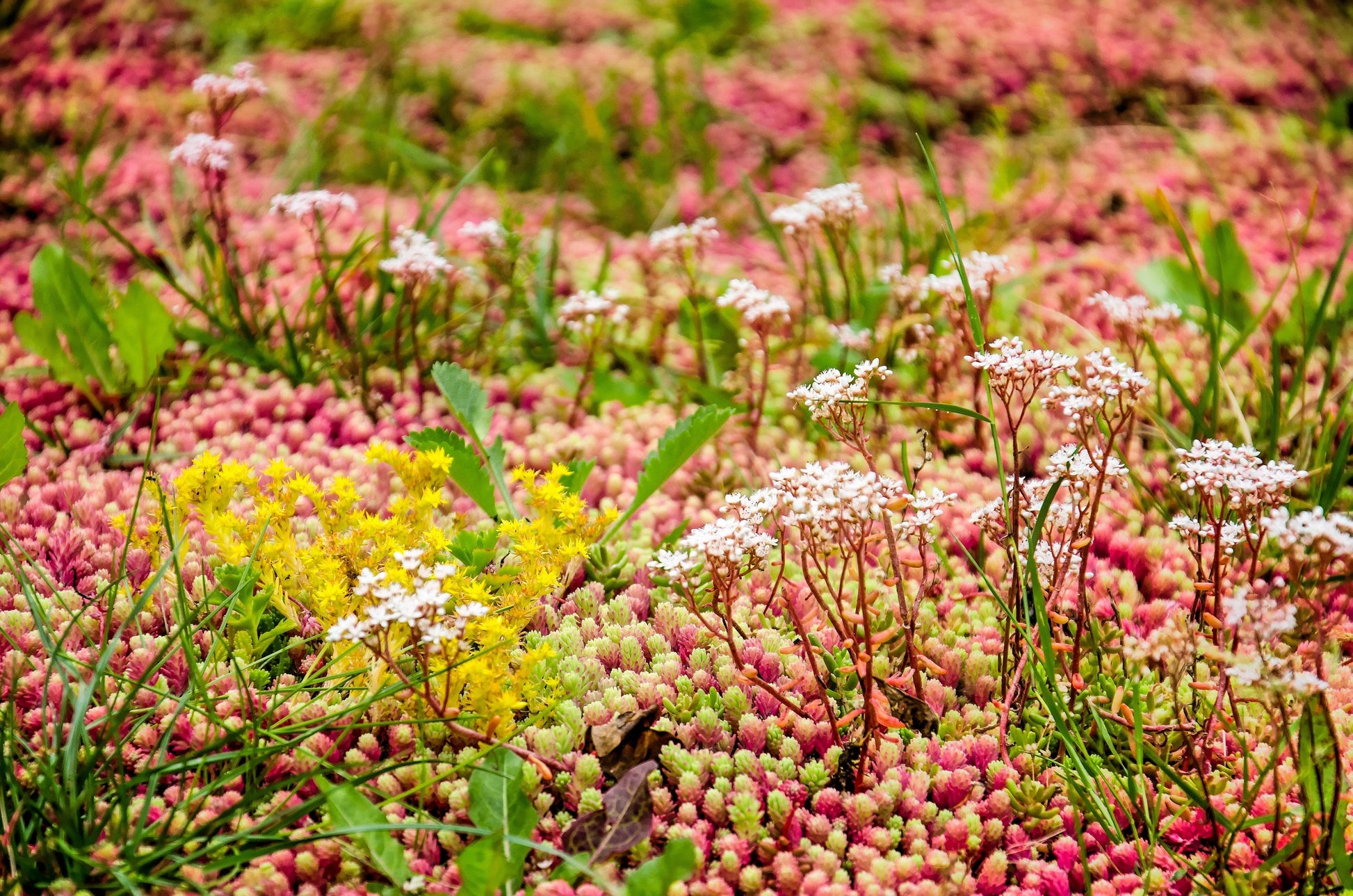 sedum album succulent 150 MIXED SEDUM Stonecrop Succulent Groundcover Red White Yellow Pink – Seedville USA