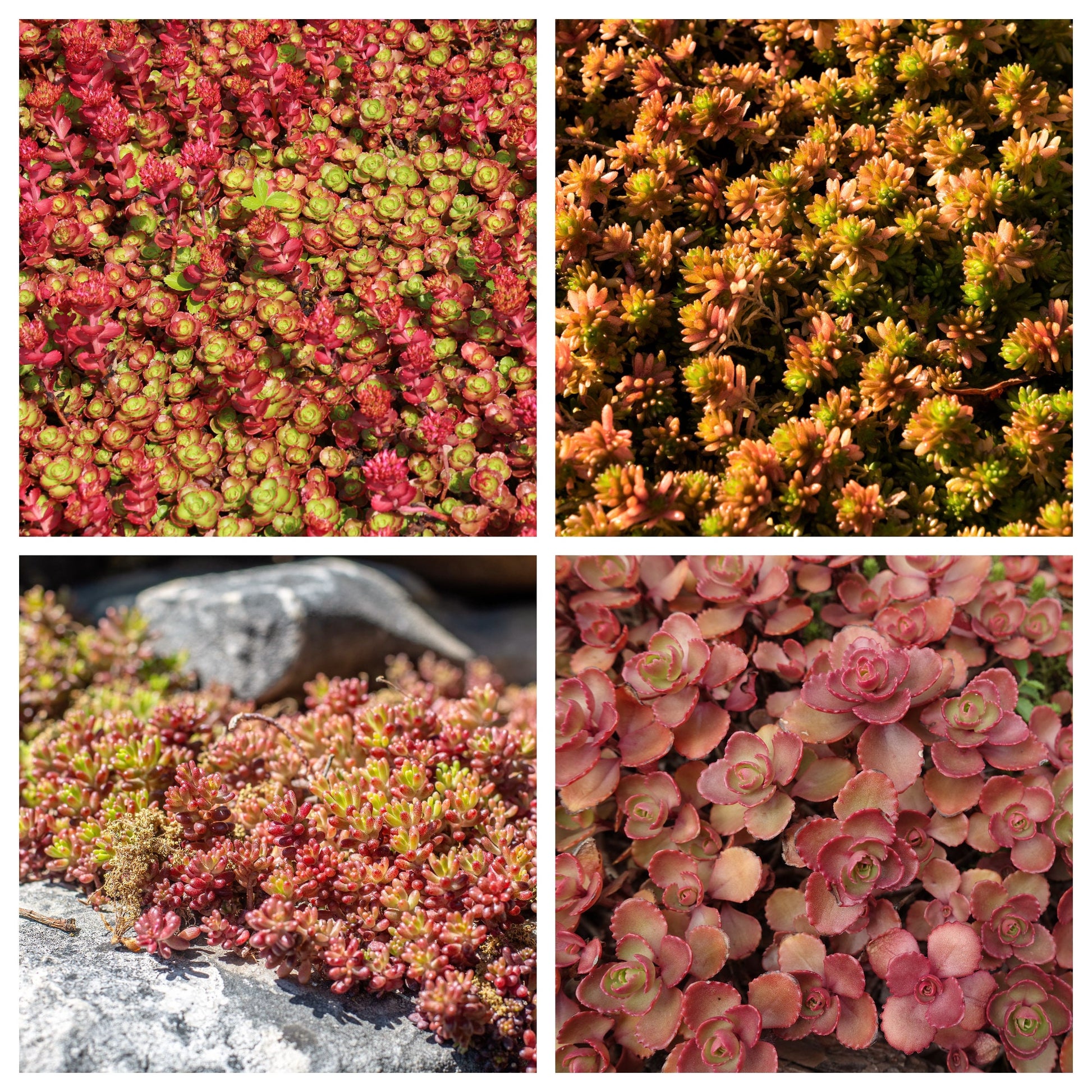 ground cover flowering succulents 150 MIXED SEDUM Stonecrop Succulent Groundcover Red White Yellow Pink Purple Flower Seeds