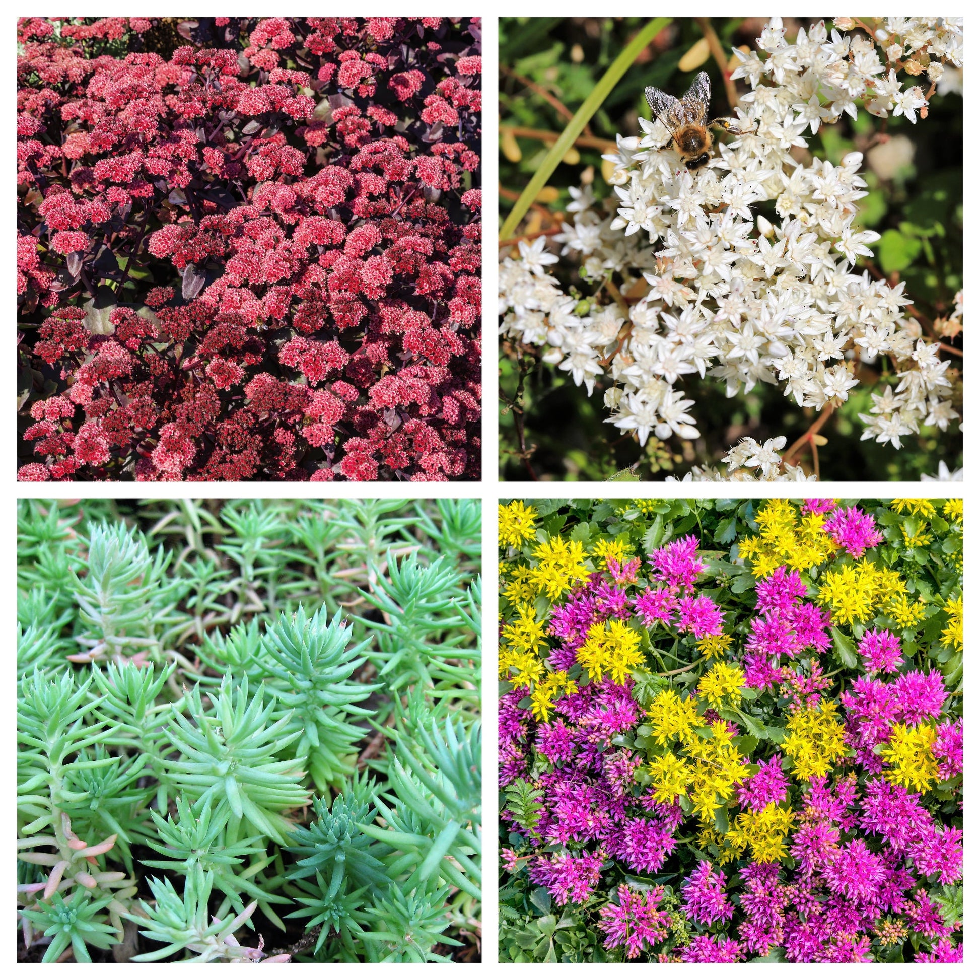 succulent pink flowering ground cover 150 MIXED SEDUM Stonecrop Succulent Groundcover Red White Yellow Pink – Seedville USA