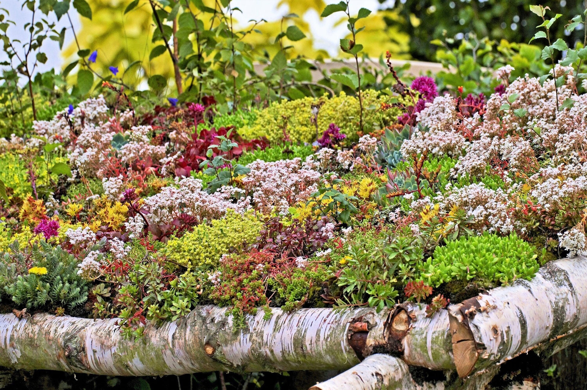 ground cover sedum succulent 150 MIXED SEDUM Stonecrop Succulent Groundcover Red White Yellow Pink Purple Flower Seeds