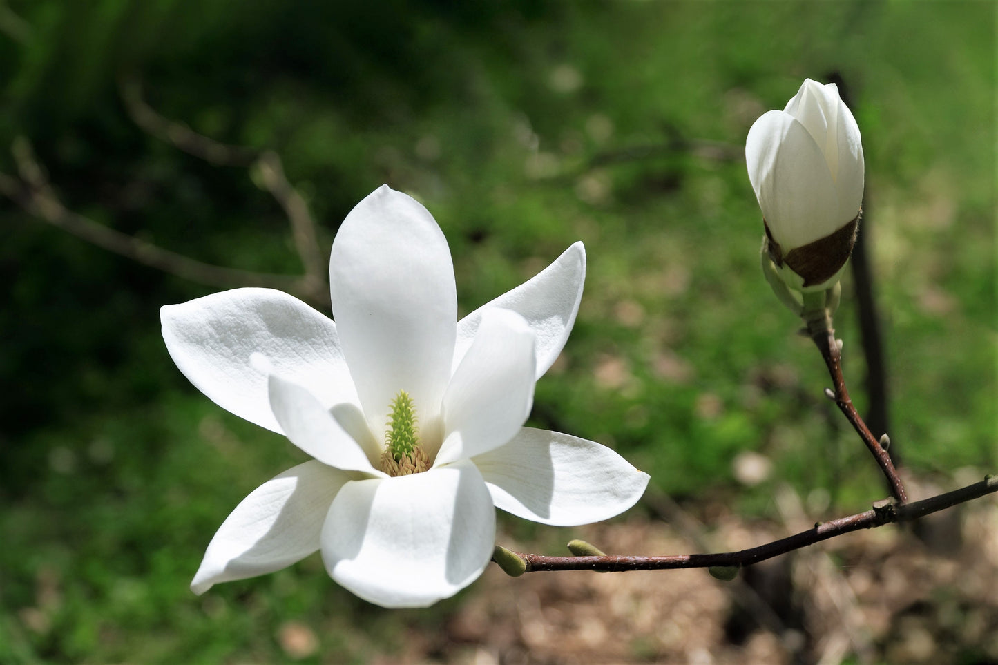 10 KOBUS MAGNOLIA TREE aka Japanese Magnolia or Kobushi - White Pink 4" Fragrant Flower Seeds