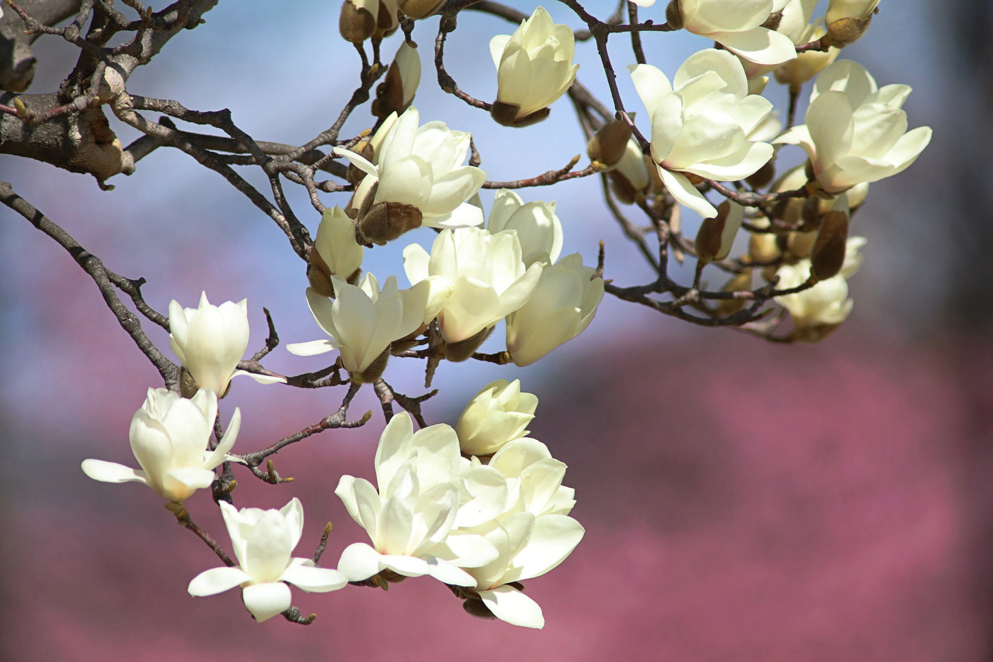 10 KOBUS MAGNOLIA TREE aka Japanese Magnolia or Kobushi - White Pink 4" Fragrant Flower Seeds