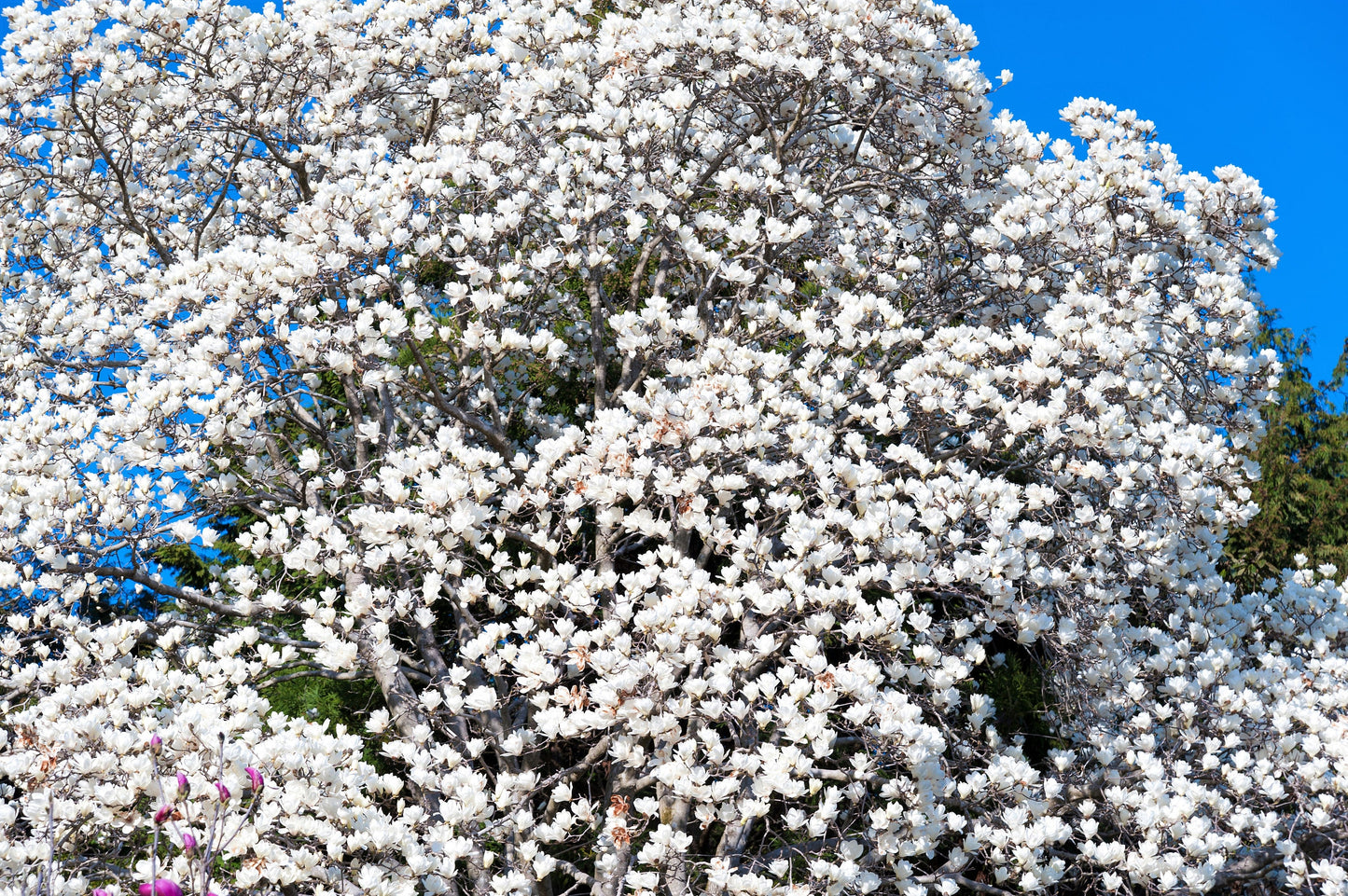 10 KOBUS MAGNOLIA TREE aka Japanese Magnolia or Kobushi - White Pink 4" Fragrant Flower Seeds