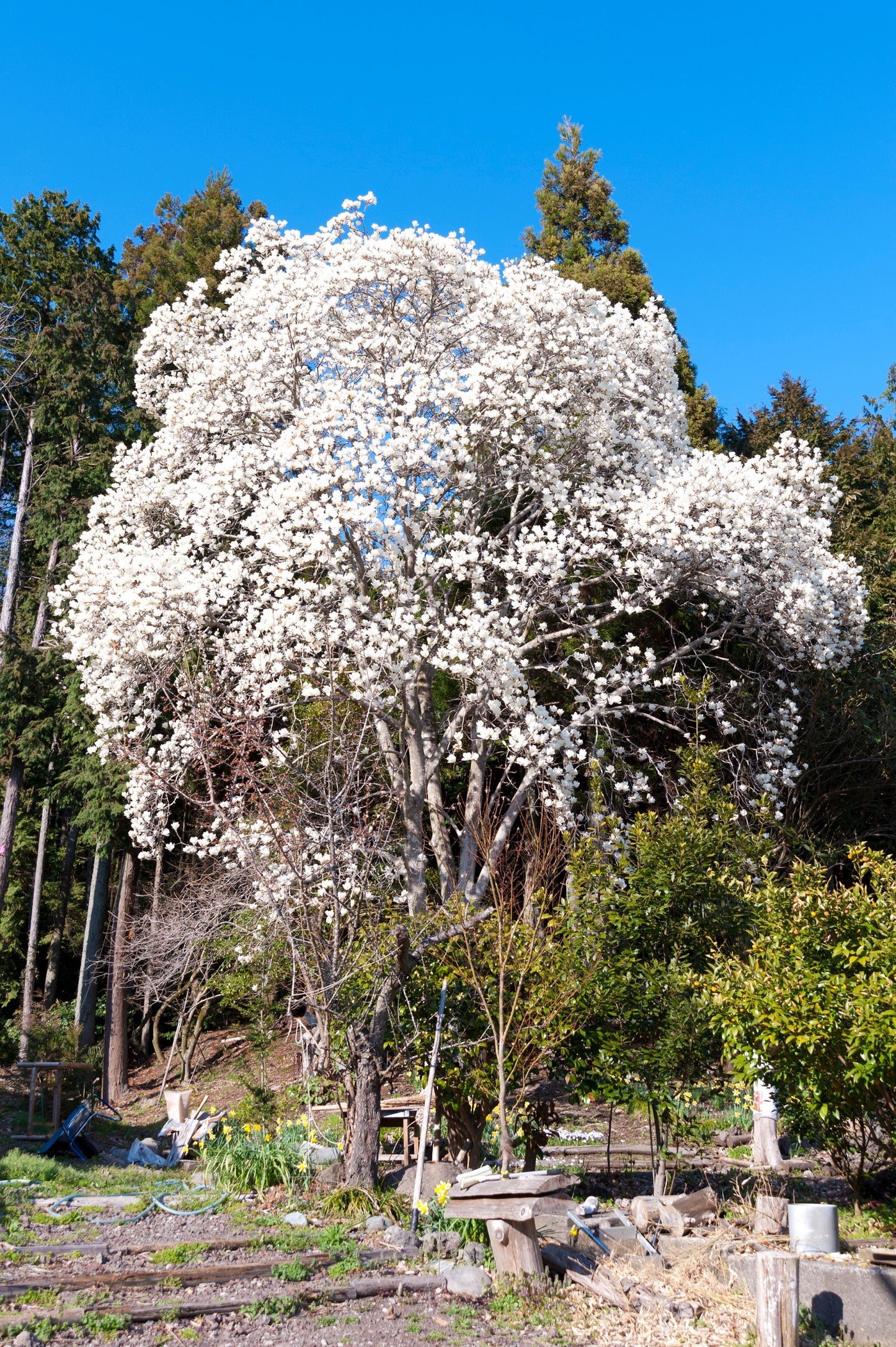 10 KOBUS MAGNOLIA TREE aka Japanese Magnolia or Kobushi - White Pink 4" Fragrant Flower Seeds