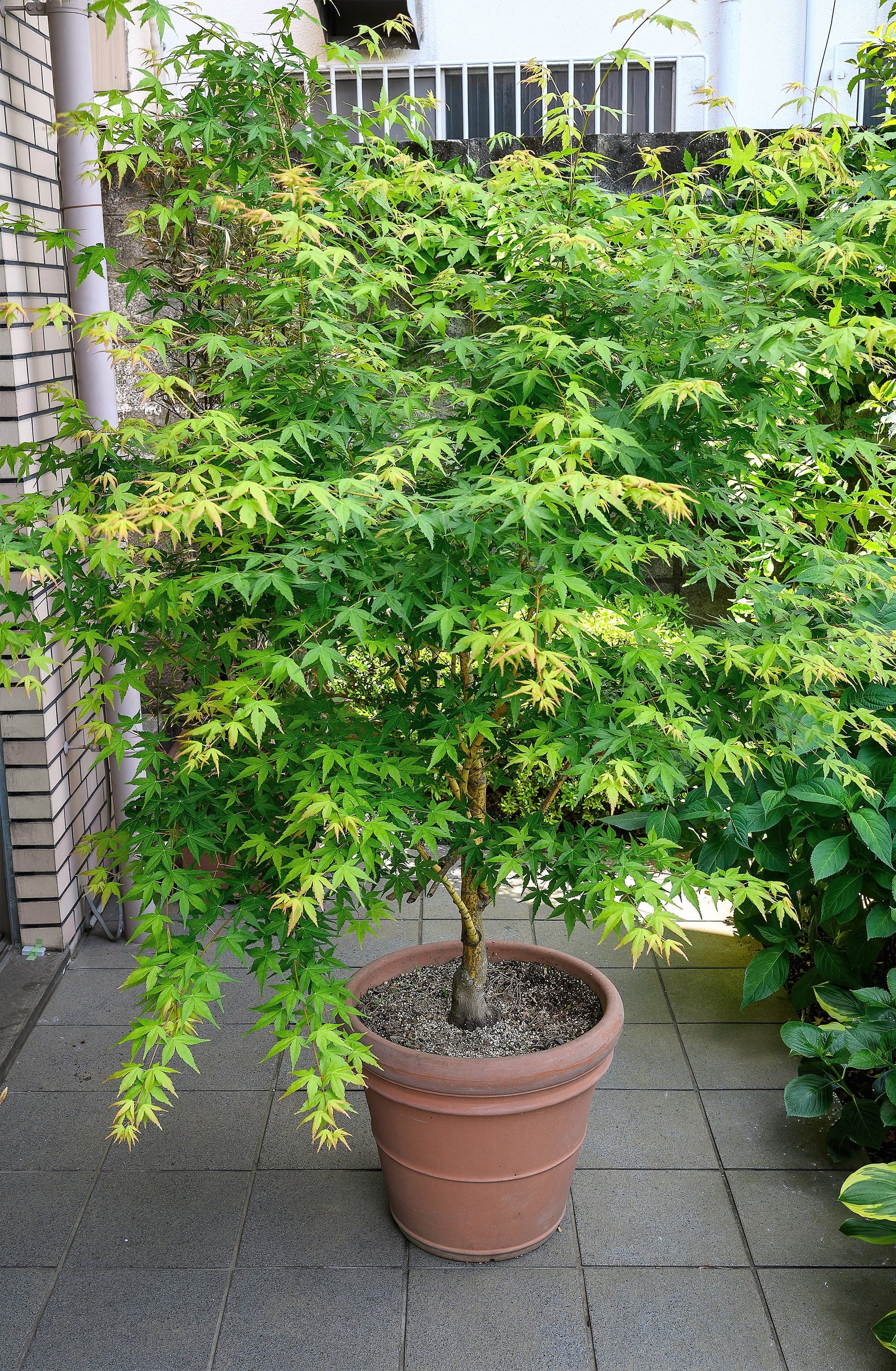 green maple tree indoor plant 20 GREEN JAPANESE MAPLE Tree Ornamental Acer Palmatum Palmate Maple Yellow Fall Color Red Flower Seeds