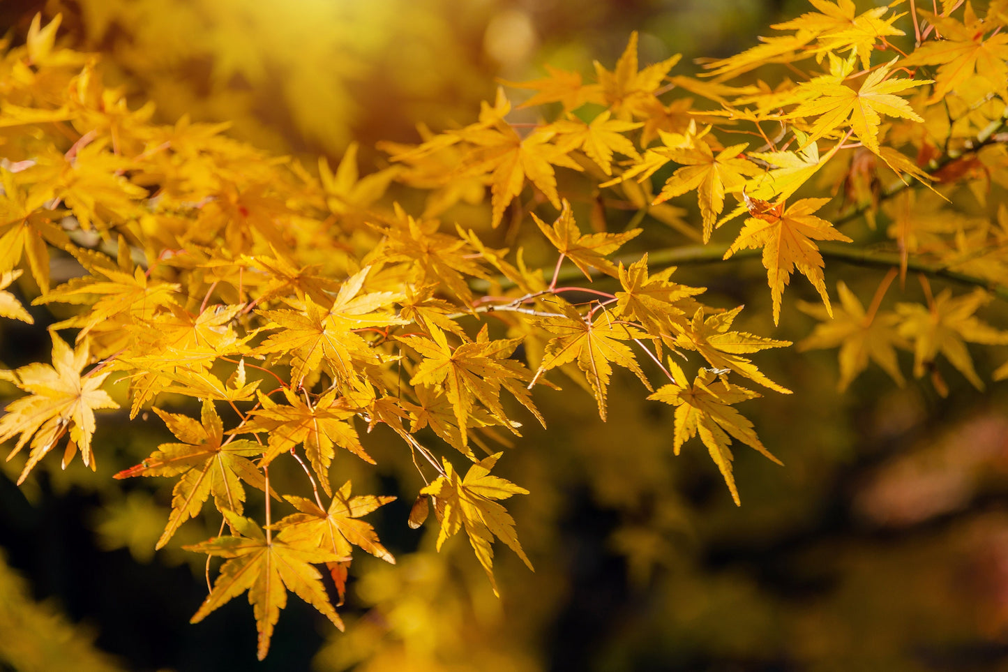 20 GREEN JAPANESE MAPLE Tree Ornamental Acer Palmatum Palmate Maple Yellow Fall Color Red Flower Seeds