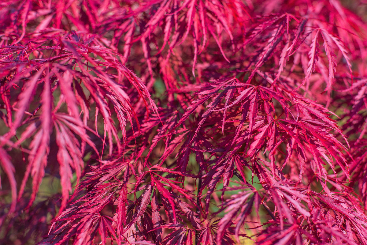 Red Filigree 10 Red Dwarf Japanese LACELEAF MAPLE Tree Lace Blood Acer Palmatum Atr ...
