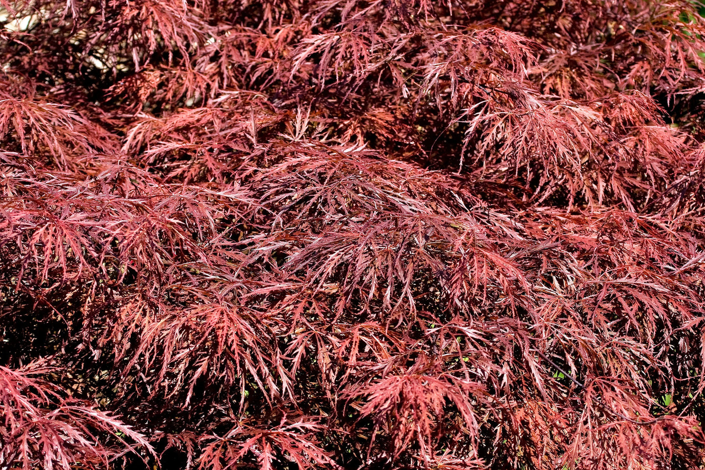 10 Red Dwarf Japanese LACELEAF MAPLE Tree Lace Blood Acer Palmatum Atropurpureum Dissectum Shrub Seeds