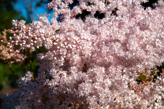 100 SIBERIAN MEADOWSWEET Filipendula Palmata Meadow Sweet Pink White Flower Seeds