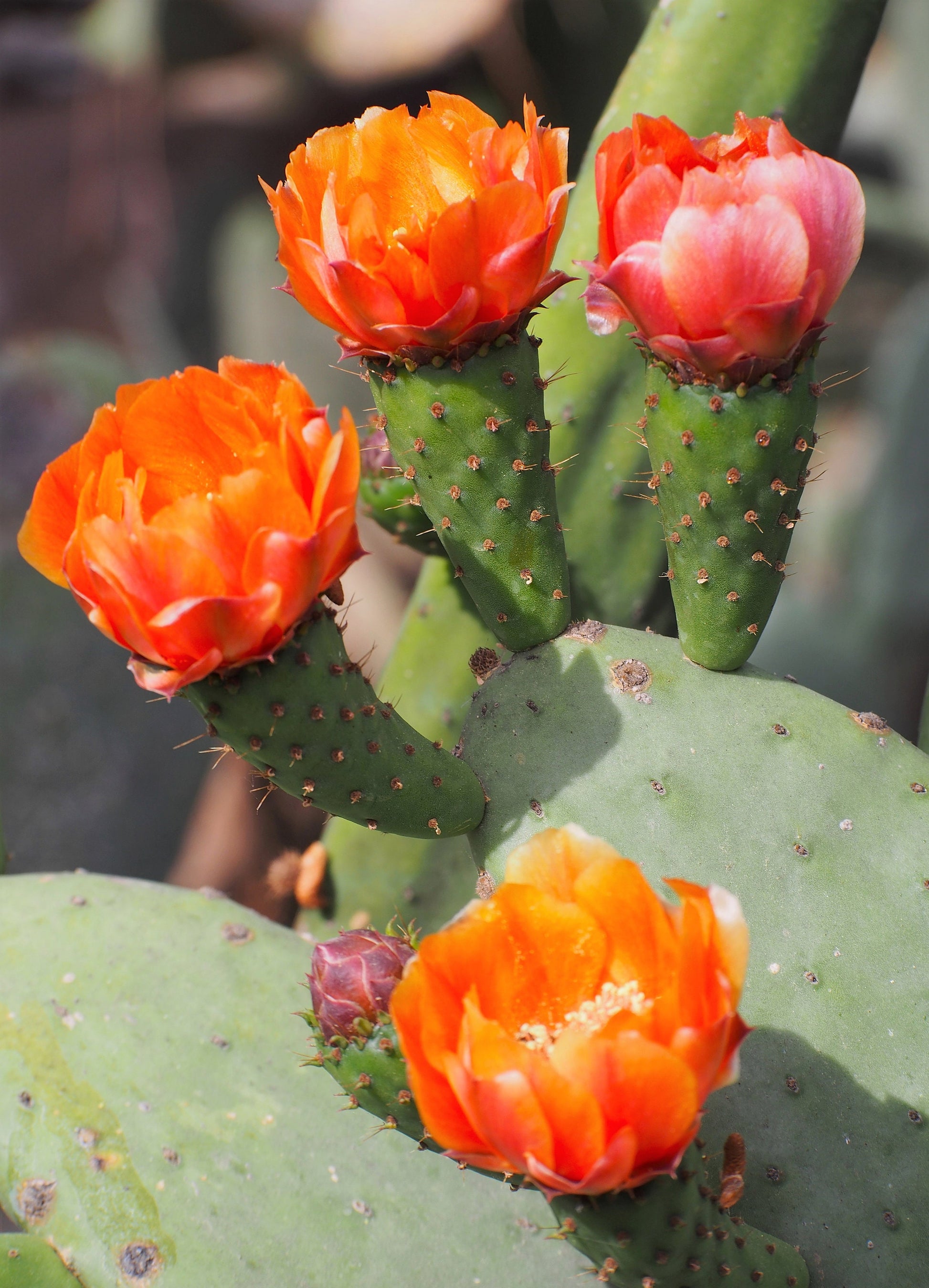 prickly pear cactus flower essence 10 Orange PRICKLY PEAR CACTUS Nopal Indian Fig Opuntia Ficus-Indica Fr – Seedville USA