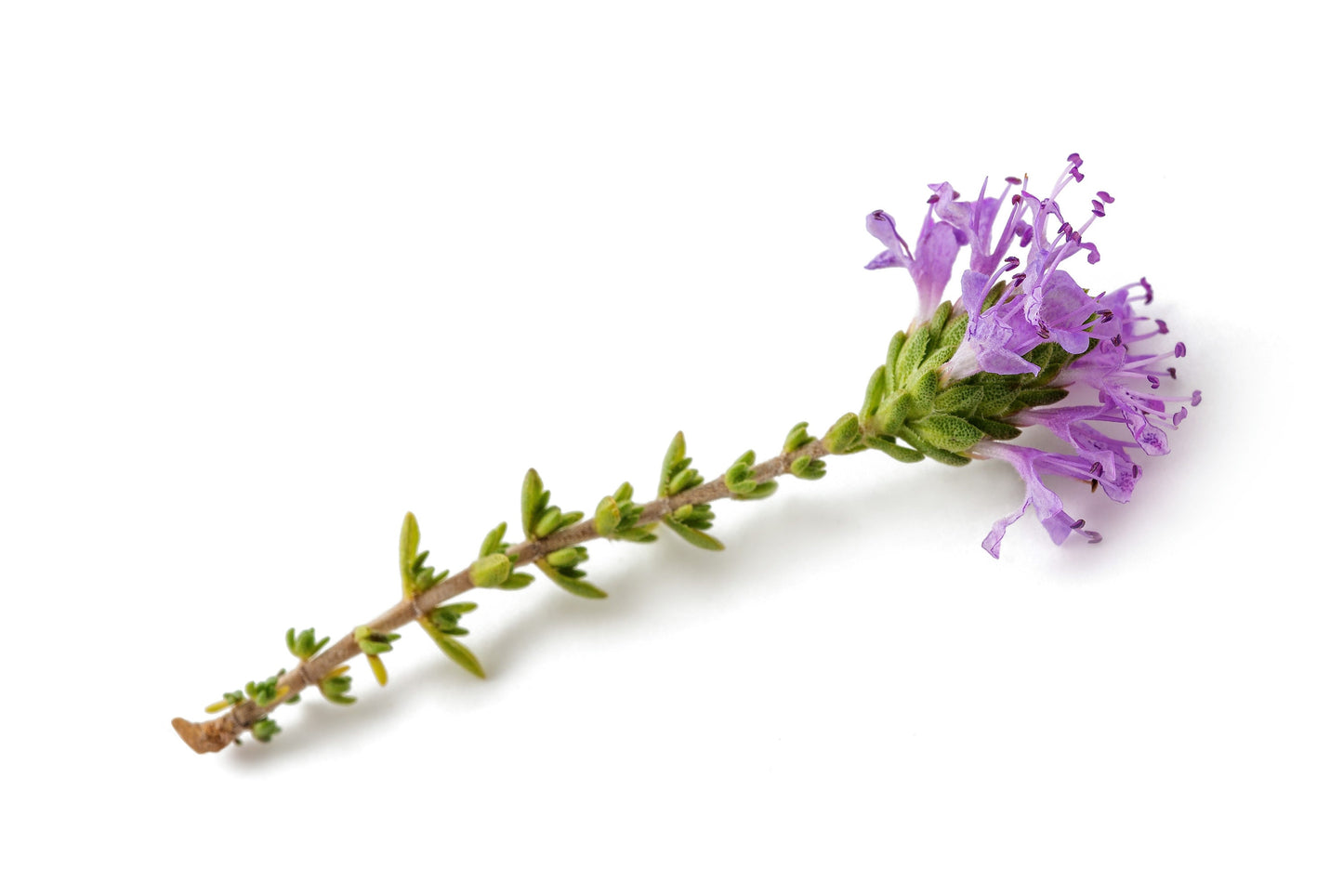 40 CONEHEAD THYME Thymus Capitatus syn. Thymbra Capitata Mediterranean aka Spanish Oregano Persian Hyssop Herb Purple Flower Seeds