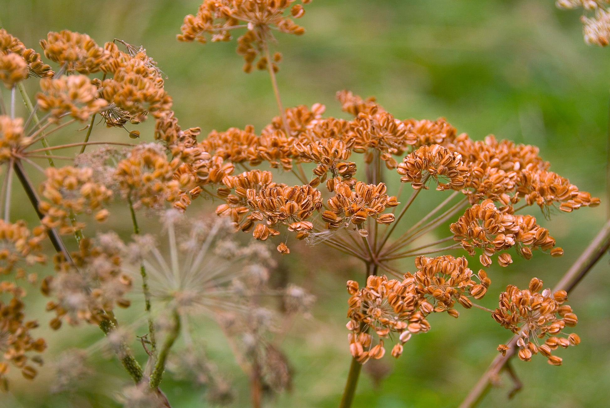plant fennel seeds 100 Organic BRONZE FENNEL Foeniculum Vulgare Purpureum Herb Bronze Fol – Seedville USA