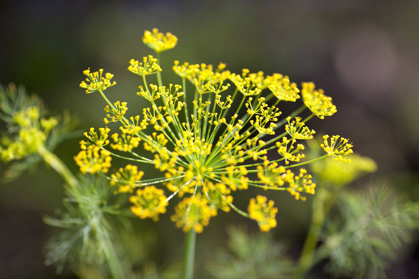 100 BRONZE FENNEL Foeniculum Vulgare Purpureum Herb Bronze Foliage Yellow Flower Seeds