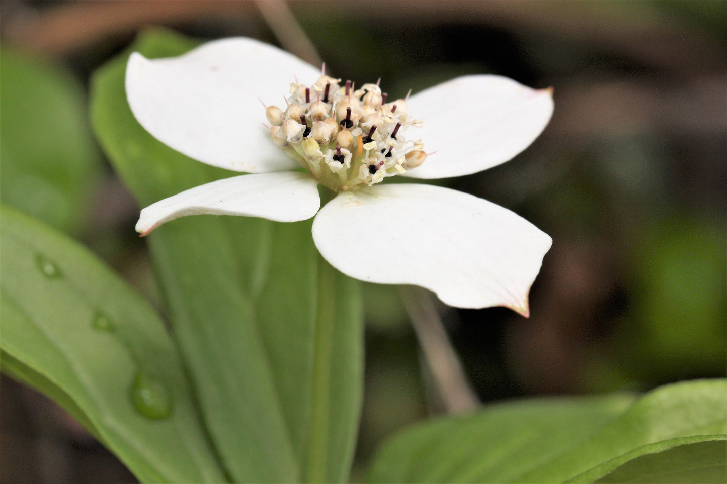 15 WESTERN BUNCHBERRY Alaskan Dogwood Canadian Cornus Unalaschkensis White Sun or Shade Groundcover Flower Edible Red Berry Herb Seeds