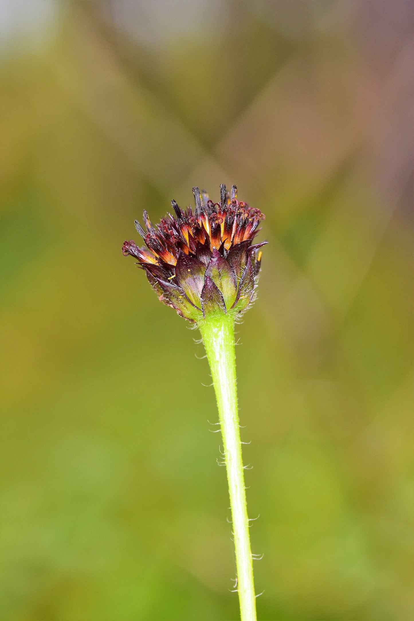 50 RAYLESS SUNFLOWER Helianthus Radula aka Pineland or Stiff Sunflower US Native Yellow Purple Brown Flower Seeds