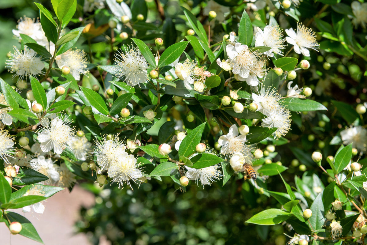 20 TRUE MYRTLE Myrtus Communis aka Common & Sweet Myrtle Fragrant Whit ...
