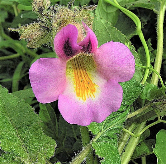 10 DWARF UNICORN PLANT aka Devil's Claw or Devil's Horn Proboscidea Pink & Yellow Flower Seeds