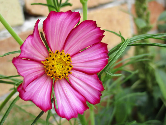 300 PICOTEE COSMOS Bipinnatus 2-Tone White Pink Magenta Fast Growing Flower Seeds