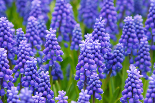 20 GRAPE HYACINTH Muscari Armeniacum Fragrant Blue Purple Ground Cover Flower Seeds