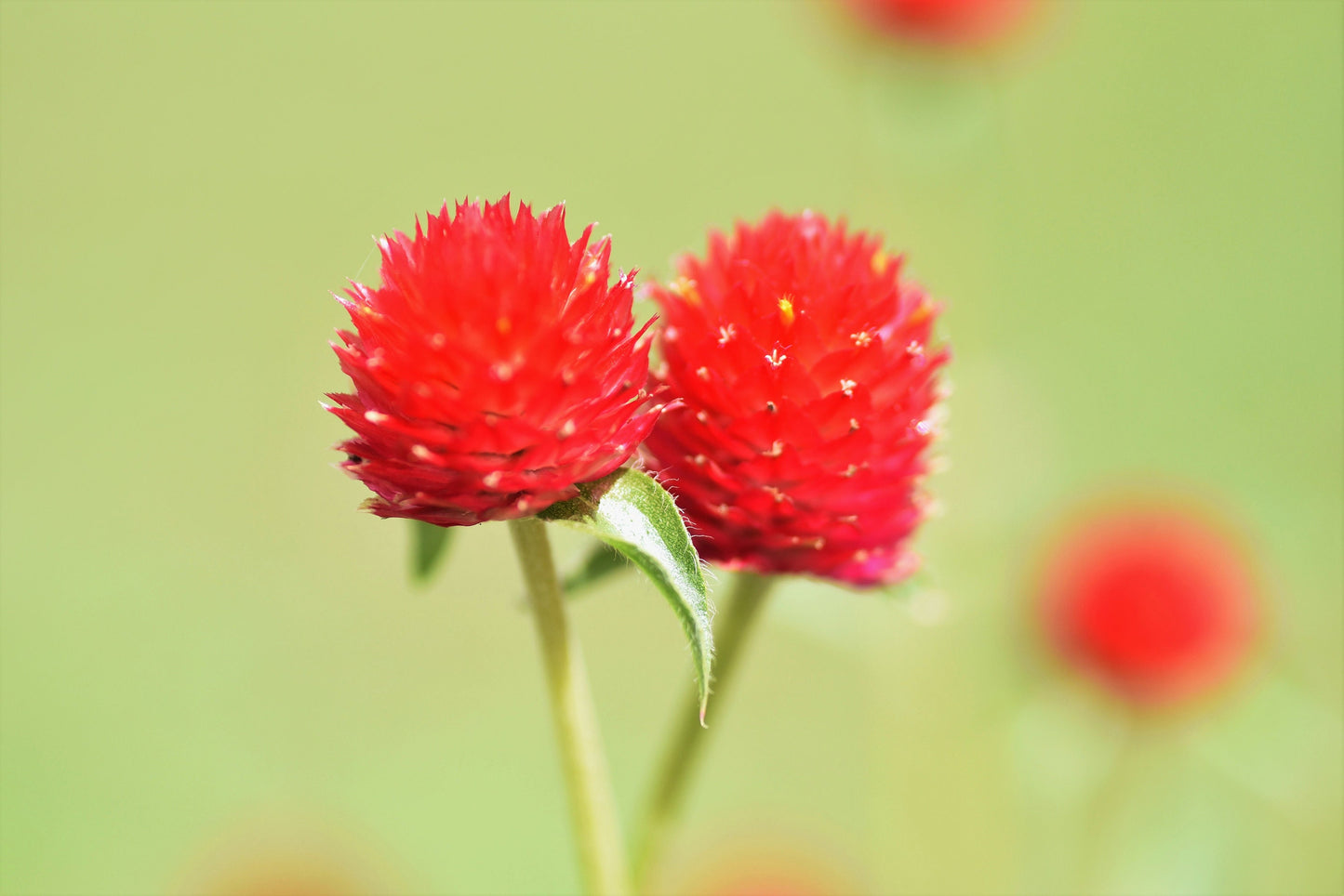 50 STRAWBERRY FIELDS GOMPHRENA Haageana Rio Grande Globe Amaranth Scarlet Red Flower Seeds