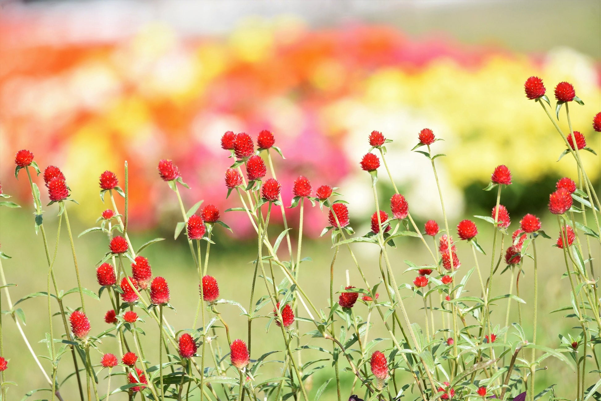 strawberry fields gomphrena seeds 50 STRAWBERRY FIELDS GOMPHRENA Haageana Rio Grande Globe Amaranth Scar – Seedville USA