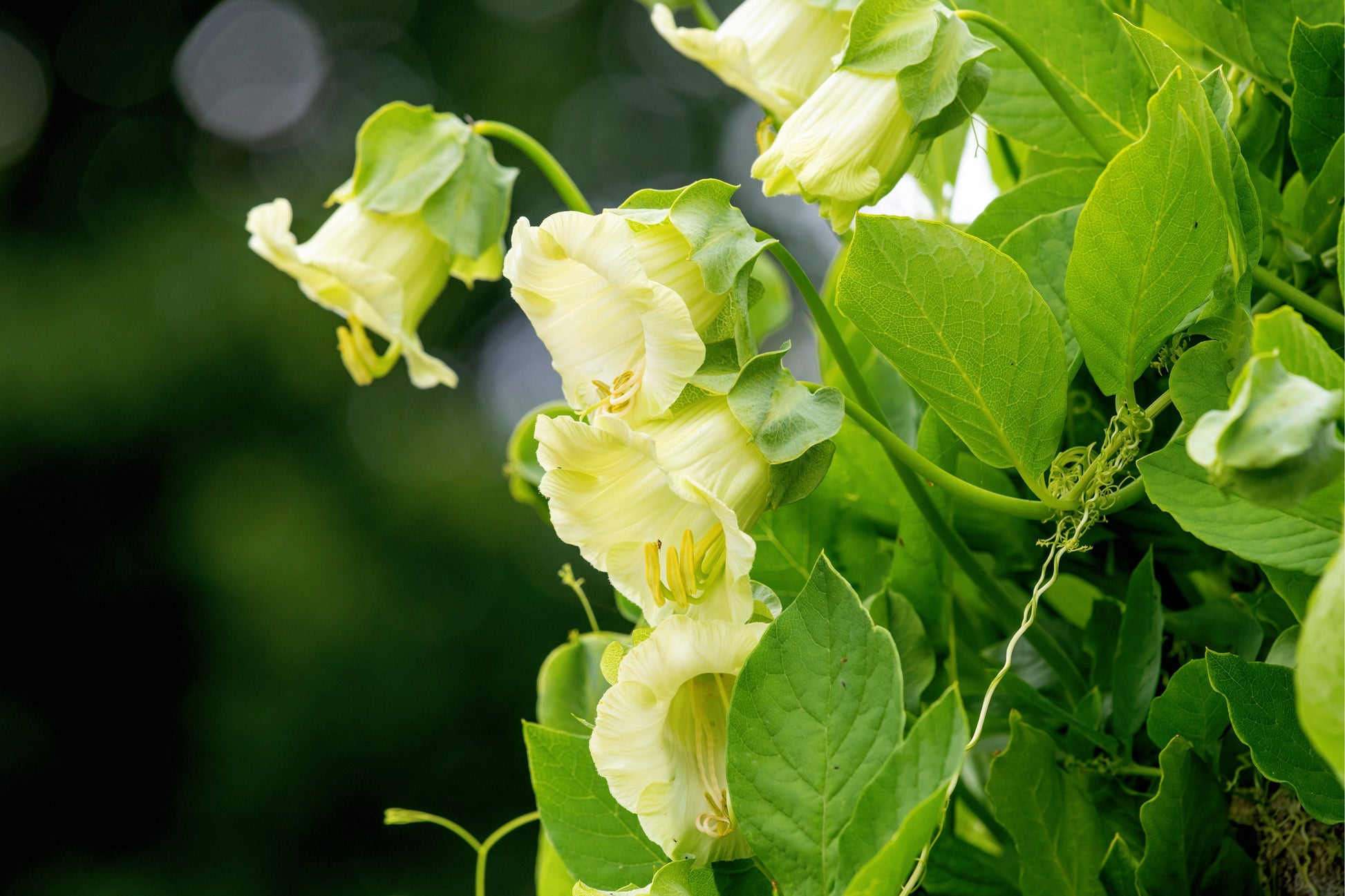 cup & saucer plant 5 WHITE CATHEDRAL BELLS Vine Cup & Saucer Cobaea Scandens Alba Climber – Seedville USA