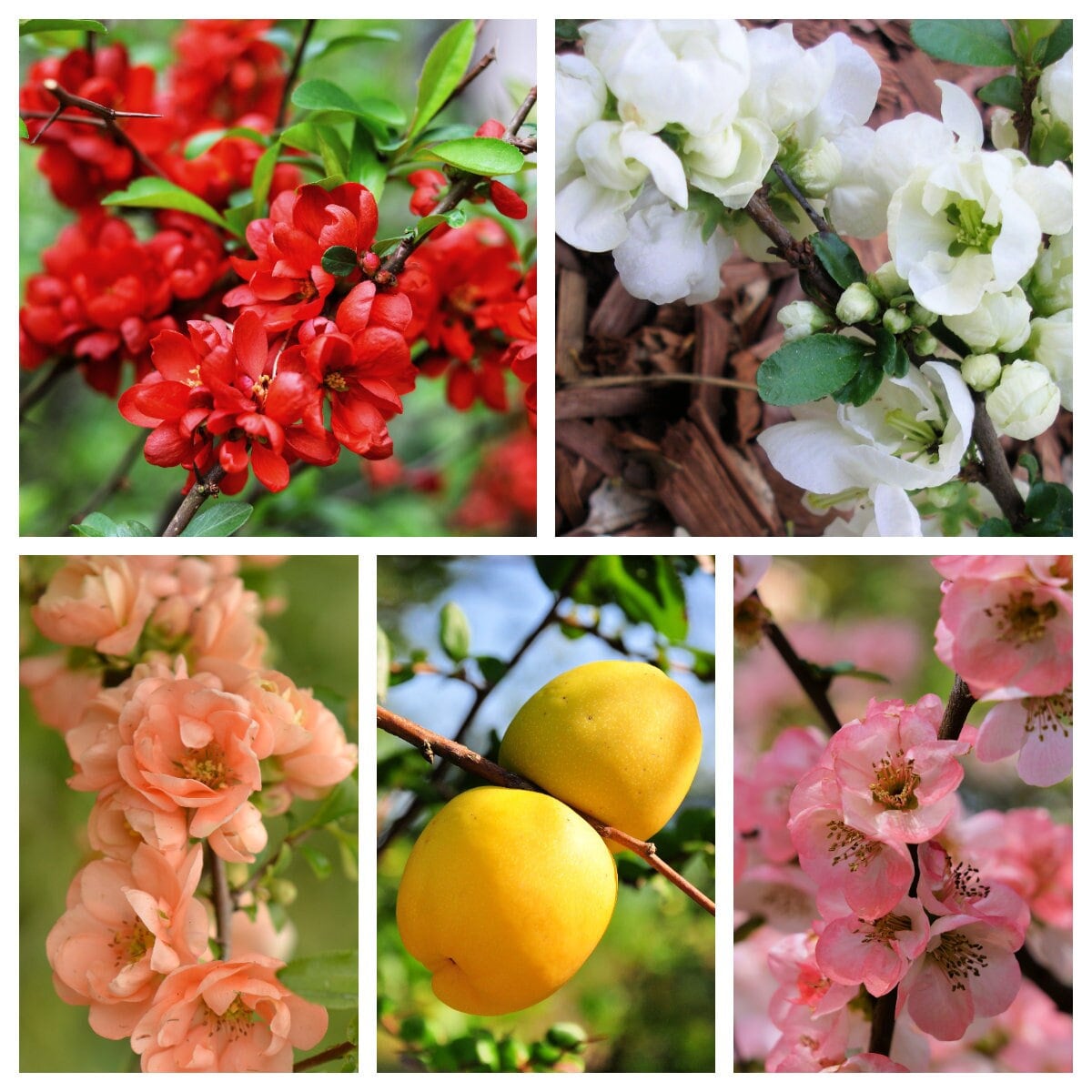 30 FLOWERING QUINCE Fruit Seeds - Pink Red White Orange Flowering Shrub - aka Japanese, Chinese, & Common Quince - Chaenomeles Speciosa