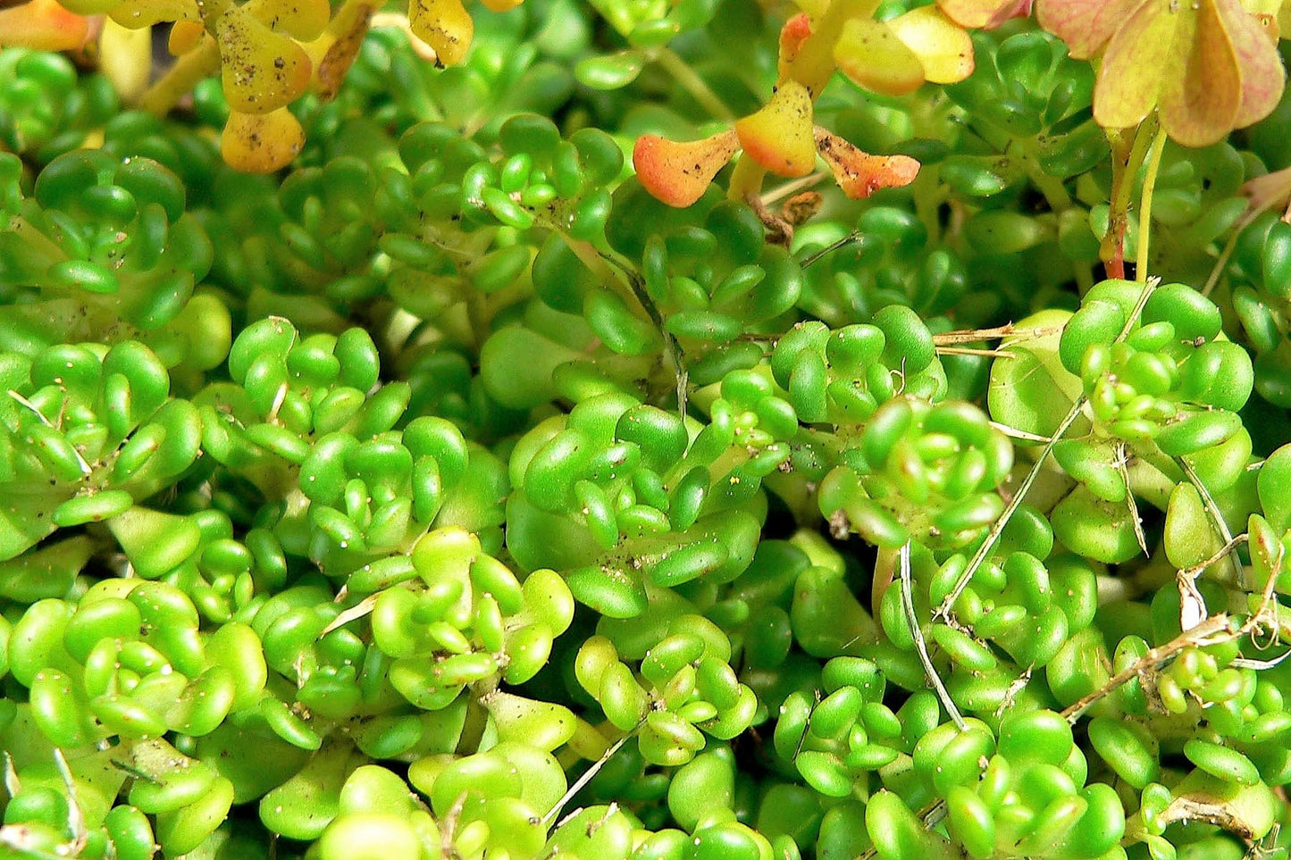 50 OREGON STONECROP Sedum Oreganum - Green Bronze Orange Red Succulent Foliage - Native Yellow Groundcover Flower Seeds