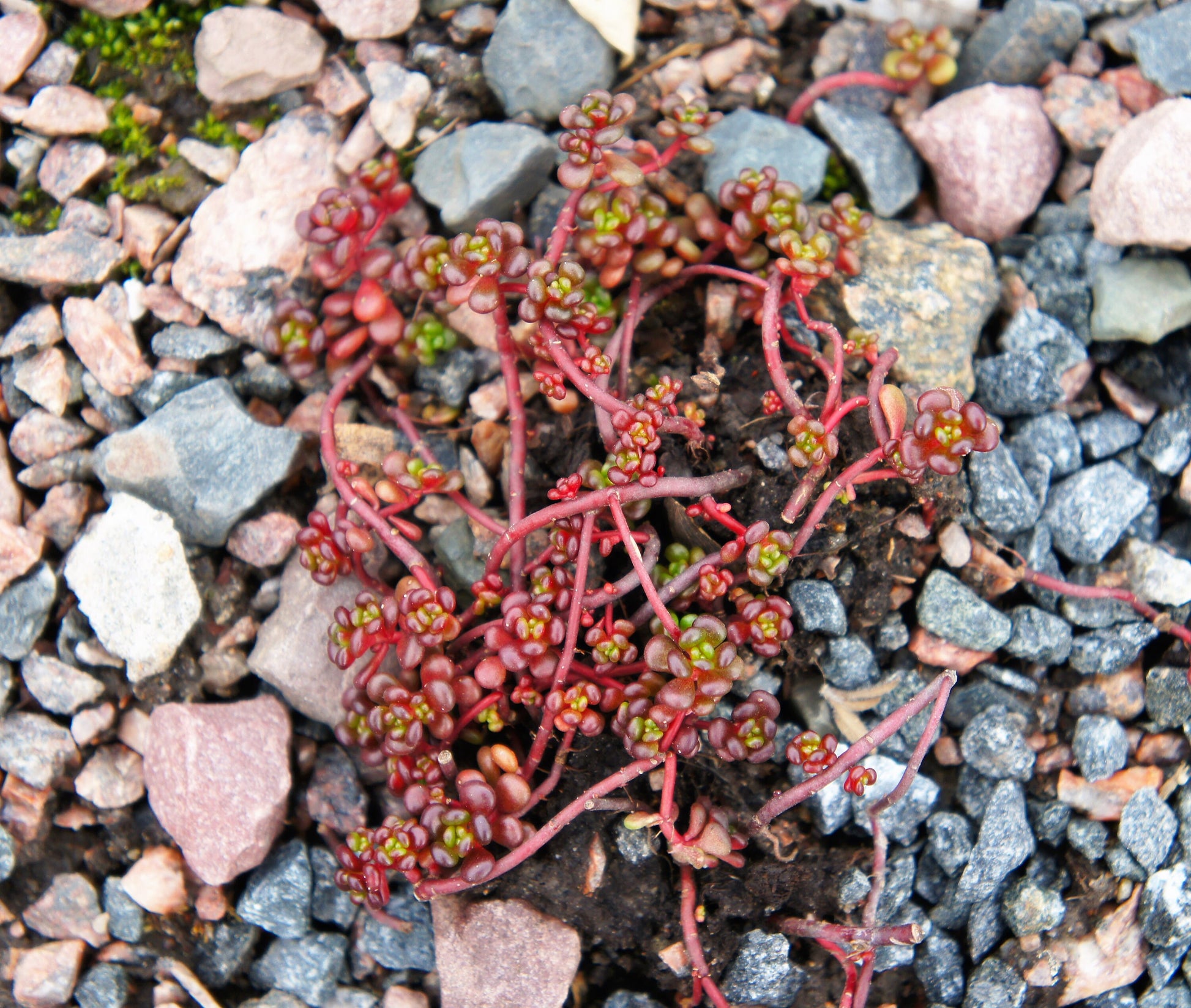 oregon coast succulents 50 OREGON STONECROP Sedum Oreganum