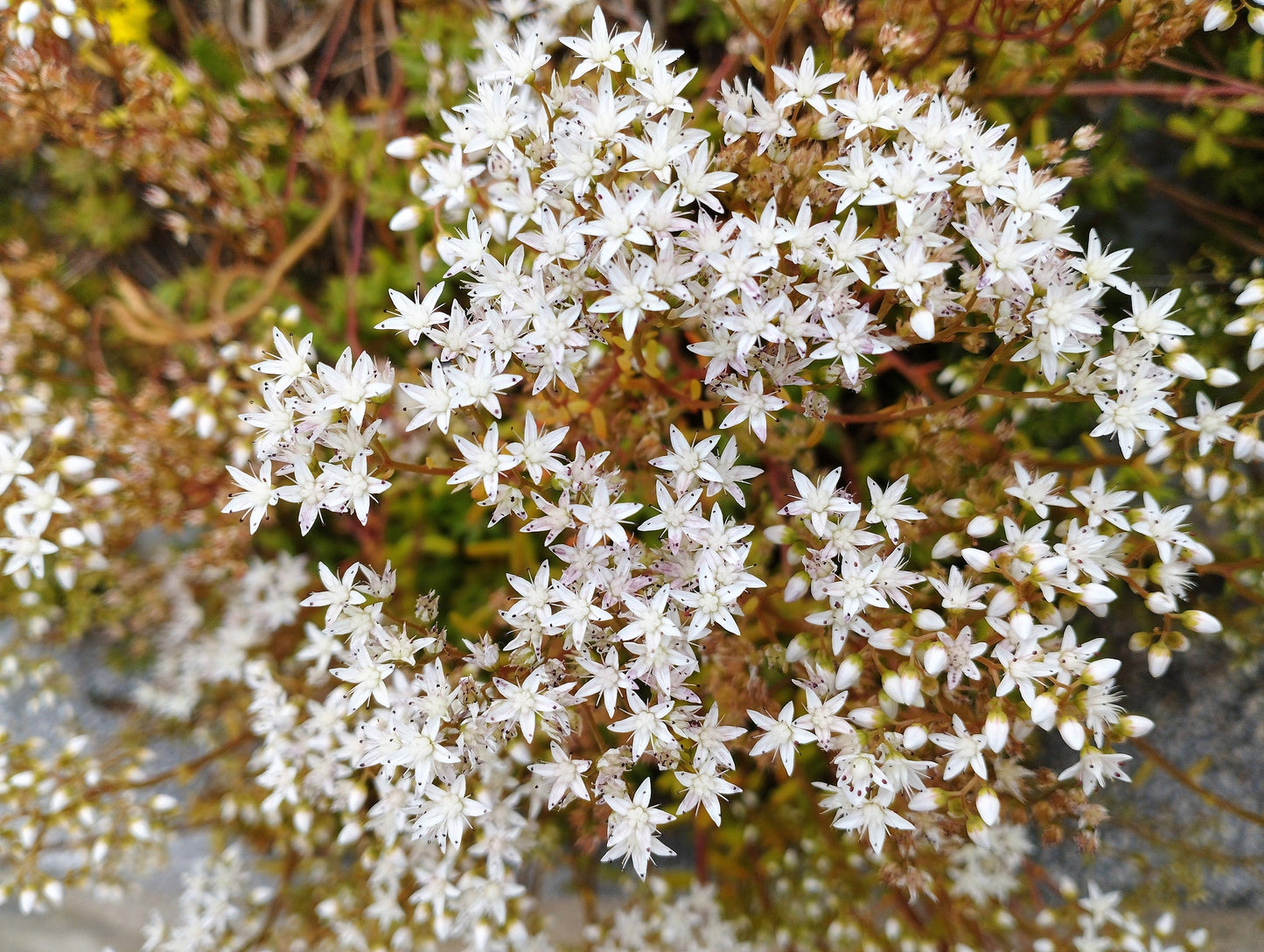 50 OKTOBERFEST SEDUM Acre Gold Moss Stonecrop Succulent Groundcover White Flower Seeds